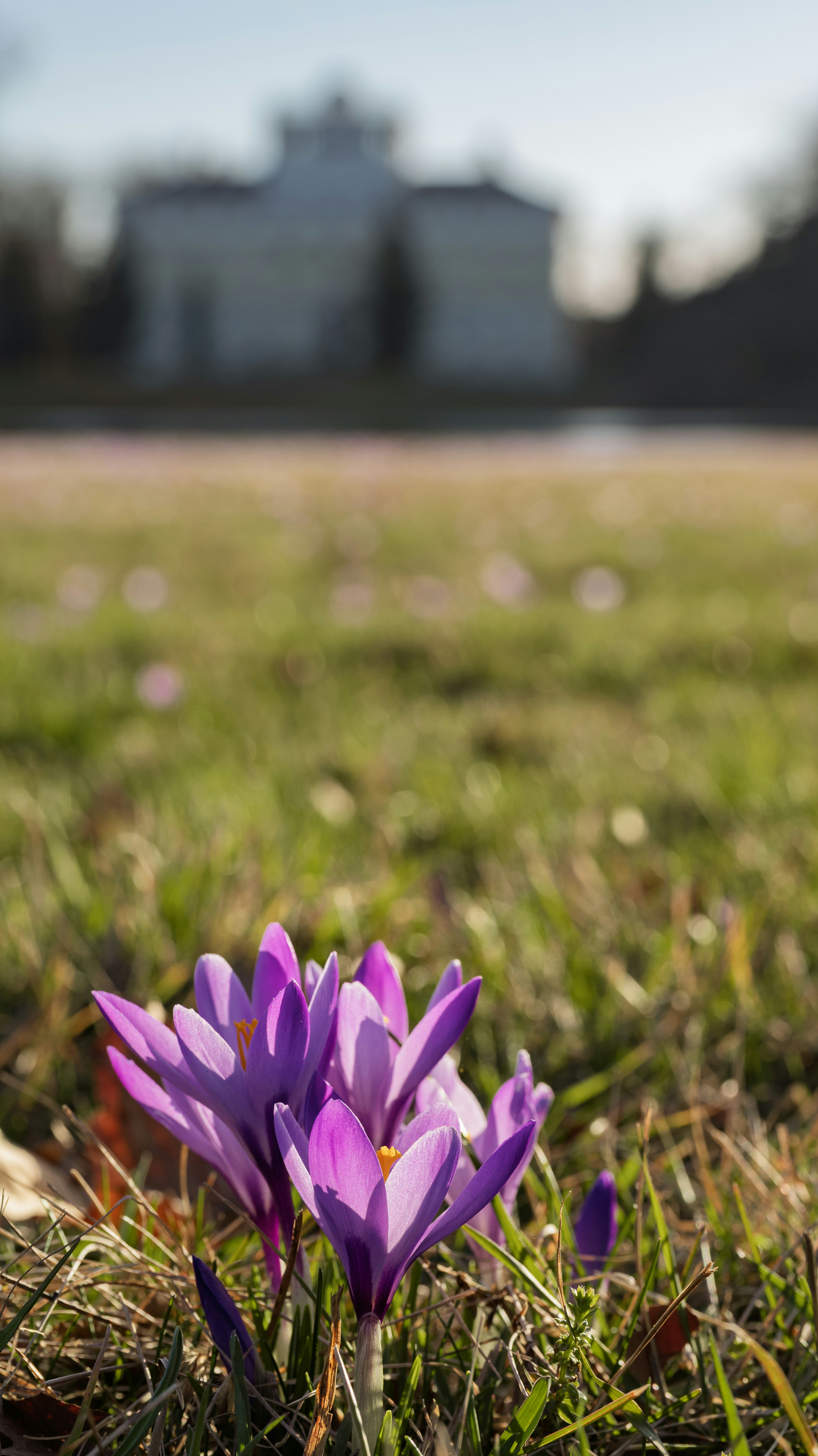 I crochi viola fioriscono in un campo erboso vicino a un edificio.