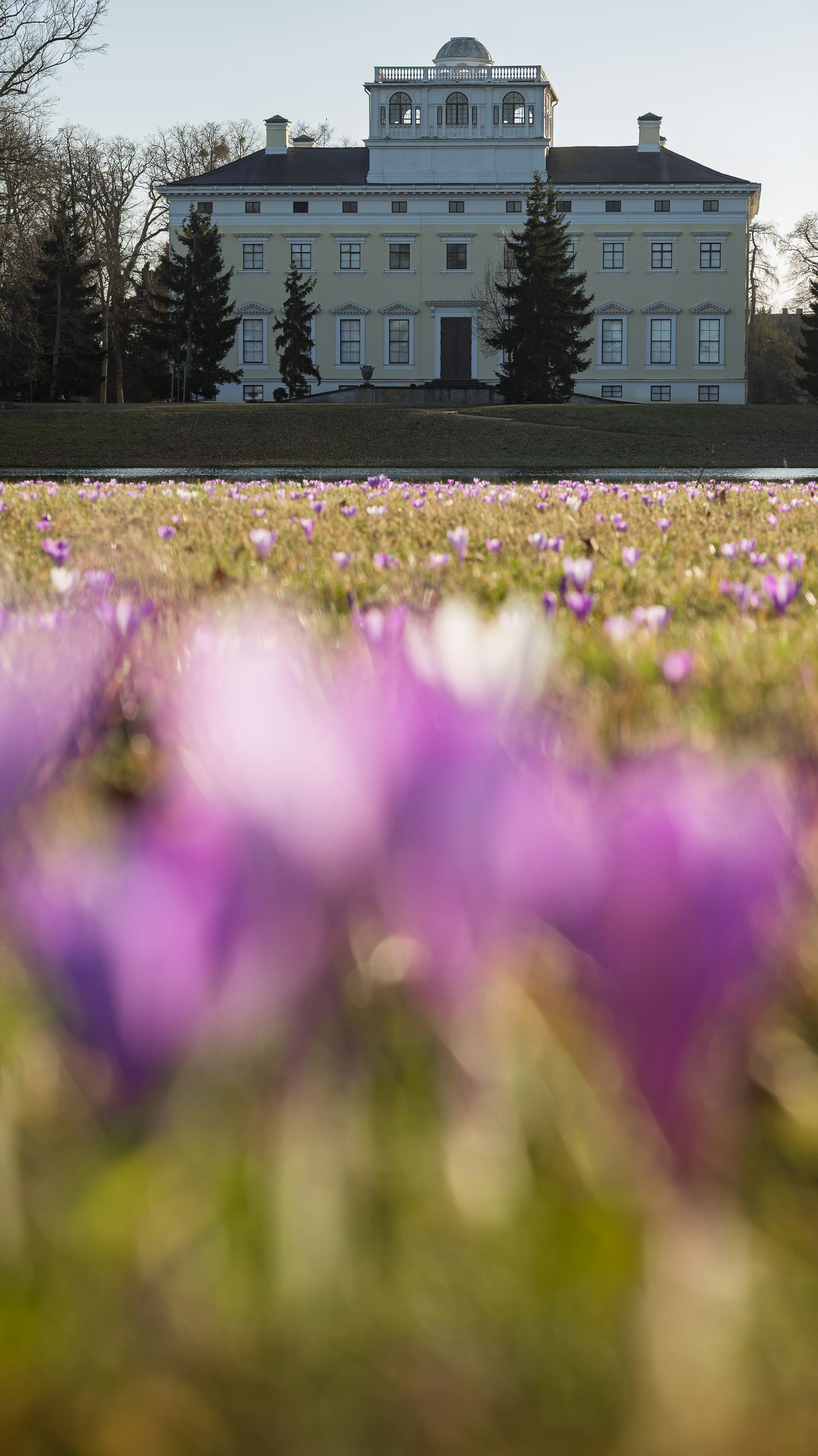 Villa giallo pallido con crochi viola in primo piano.