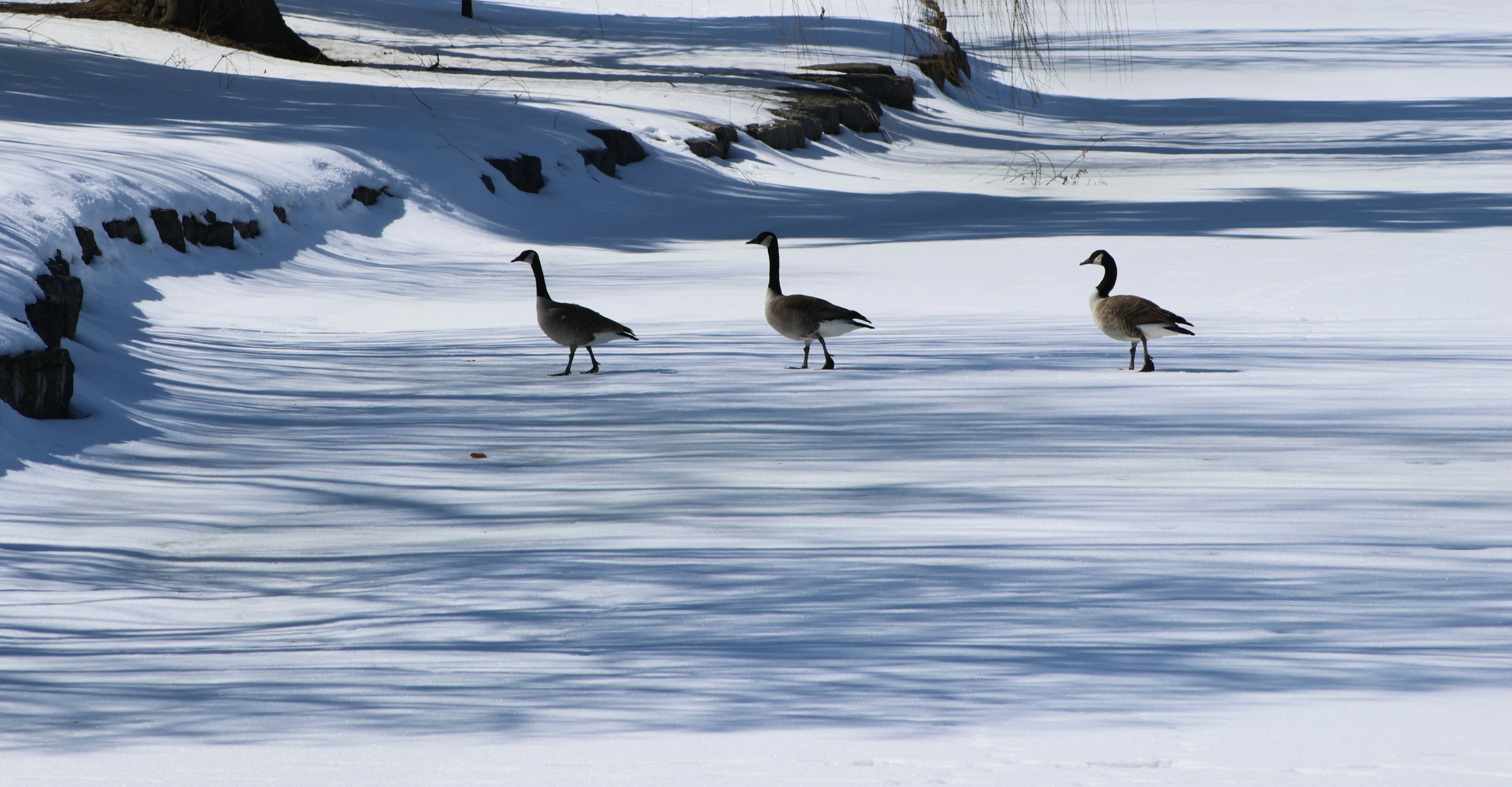 Photo by africantransplantfotos