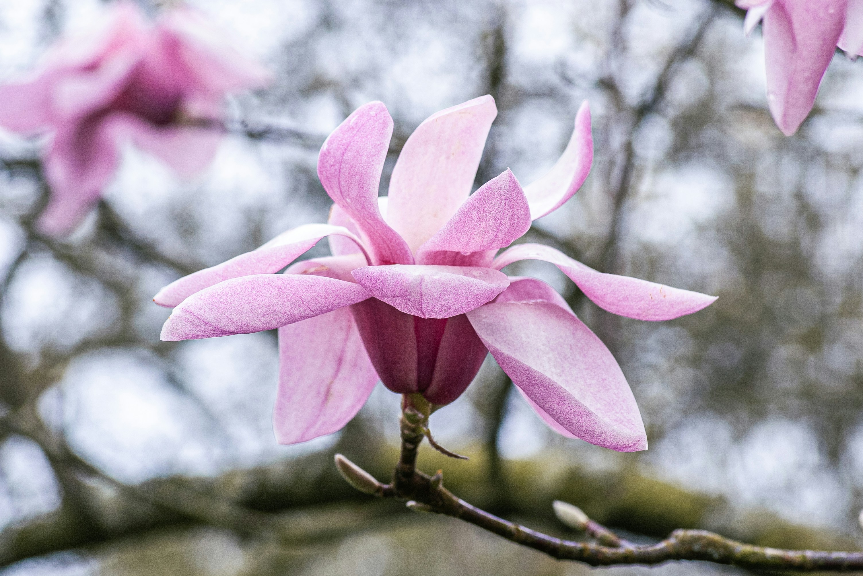Uma delicada flor de magnólia rosa floresce em um galho.