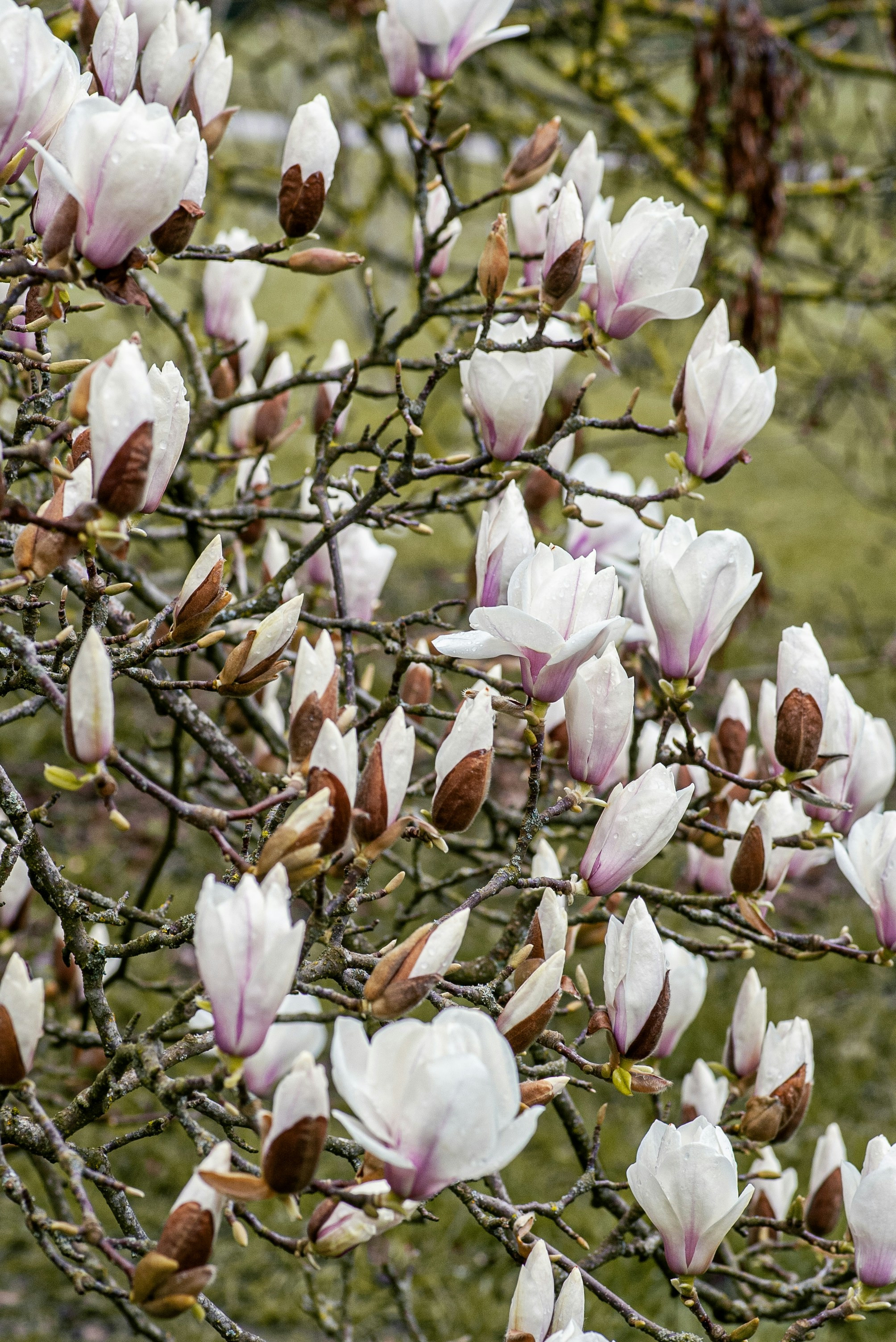 Flores de magnólia rosa se abrindo em um galho de árvore