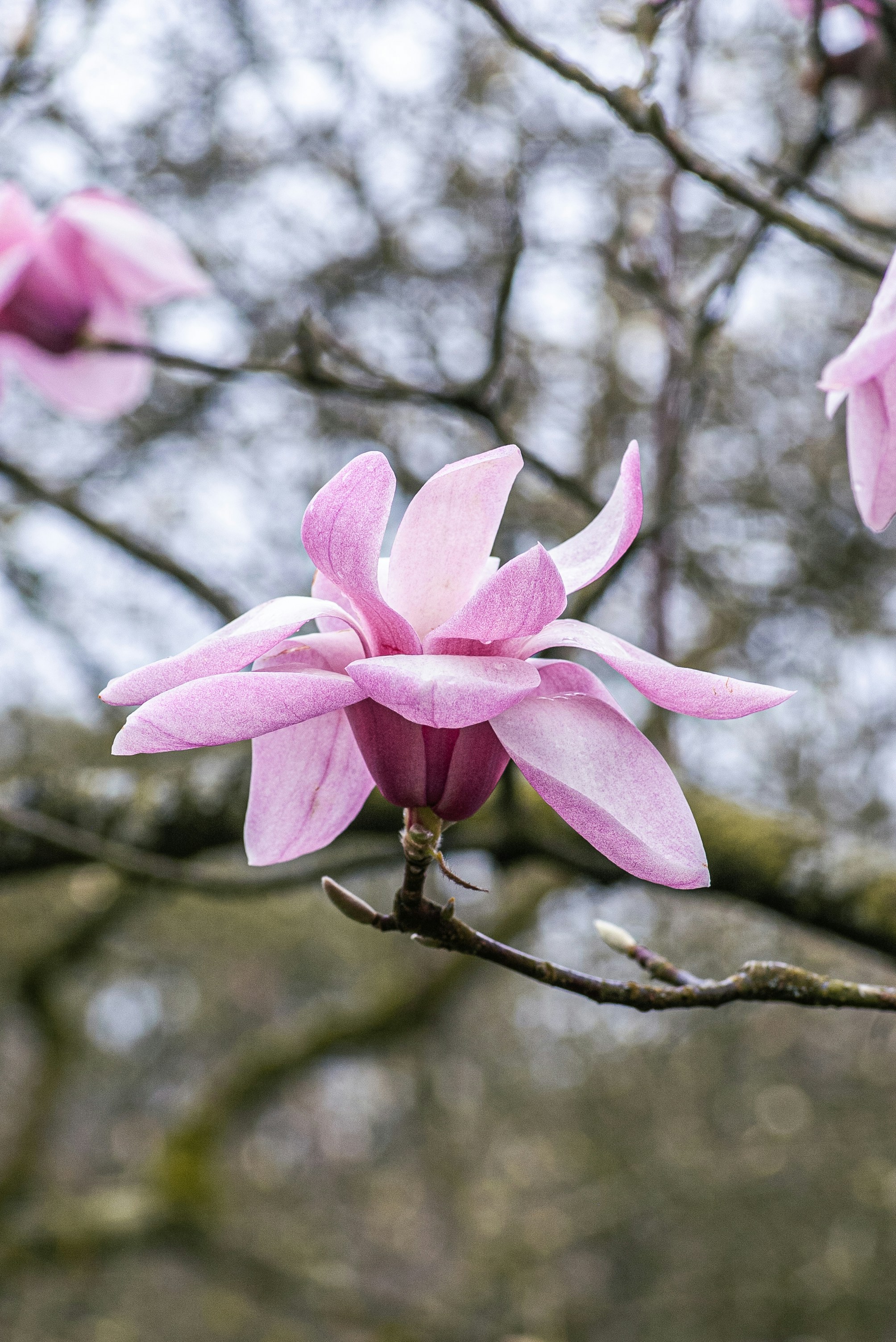 Uma delicada flor de magnólia rosa floresce em um galho.