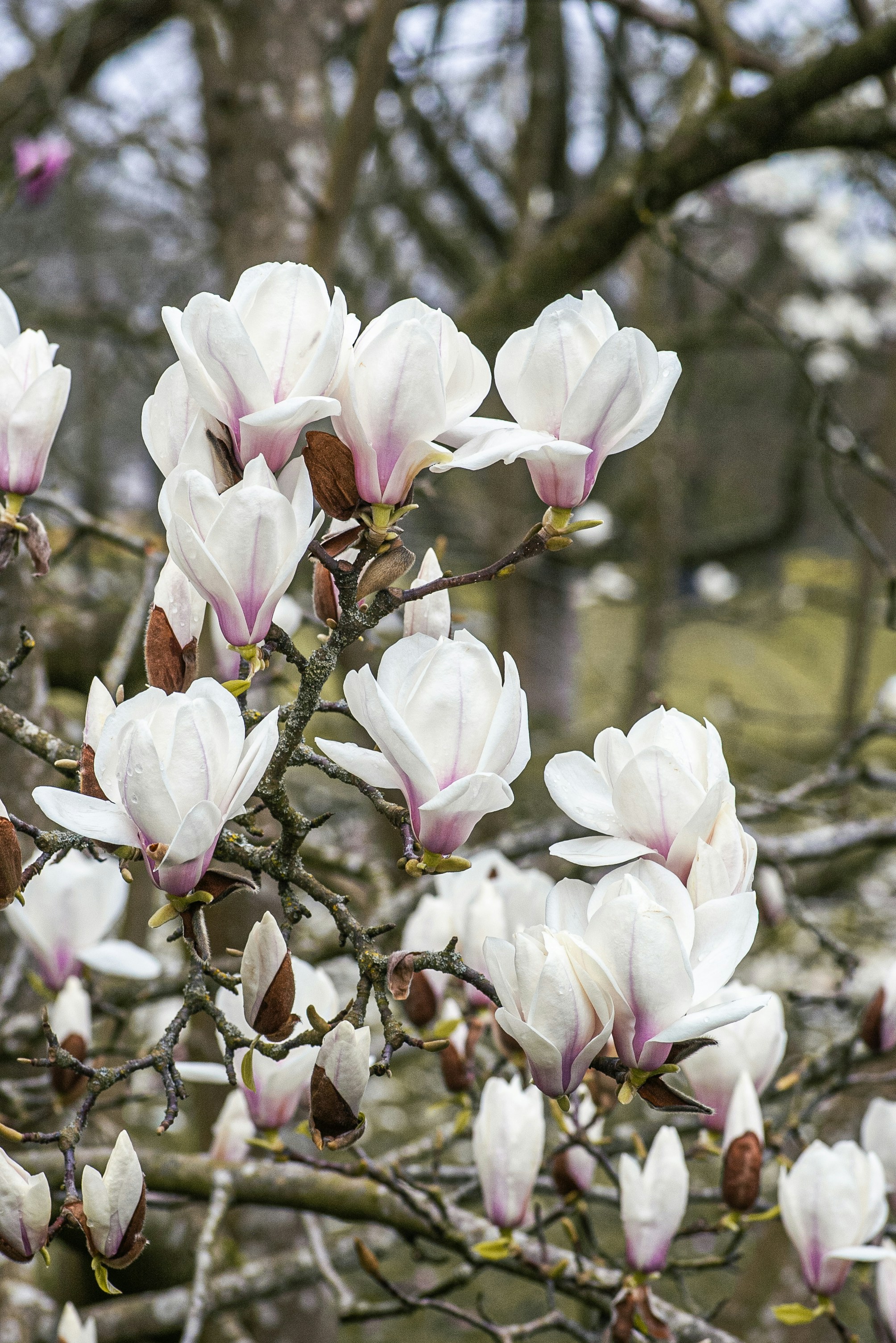 Magnólia branca floresce em um galho de árvore.