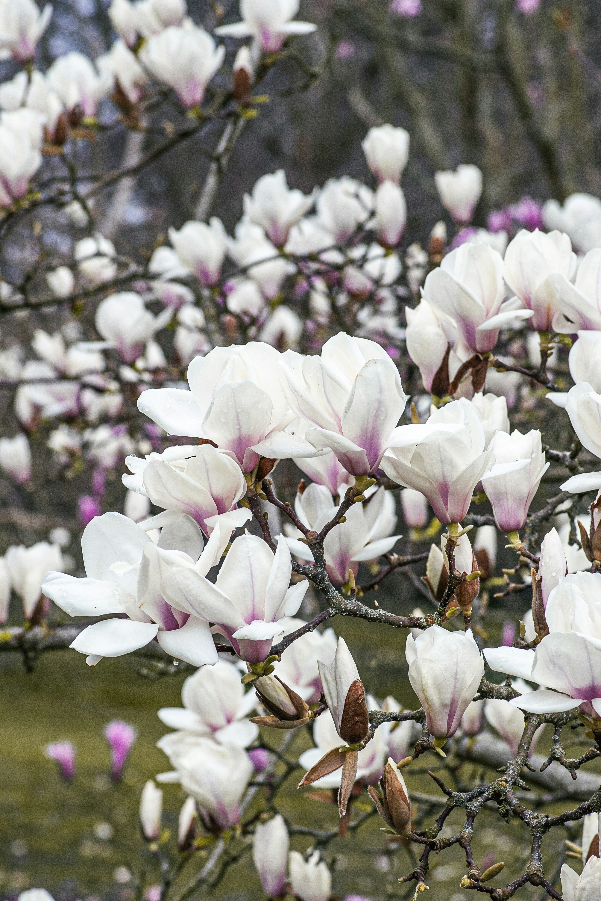 Magnólia branca floresce em um galho de árvore