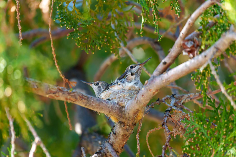 Two young nestlings await their next meal in a forest nest.