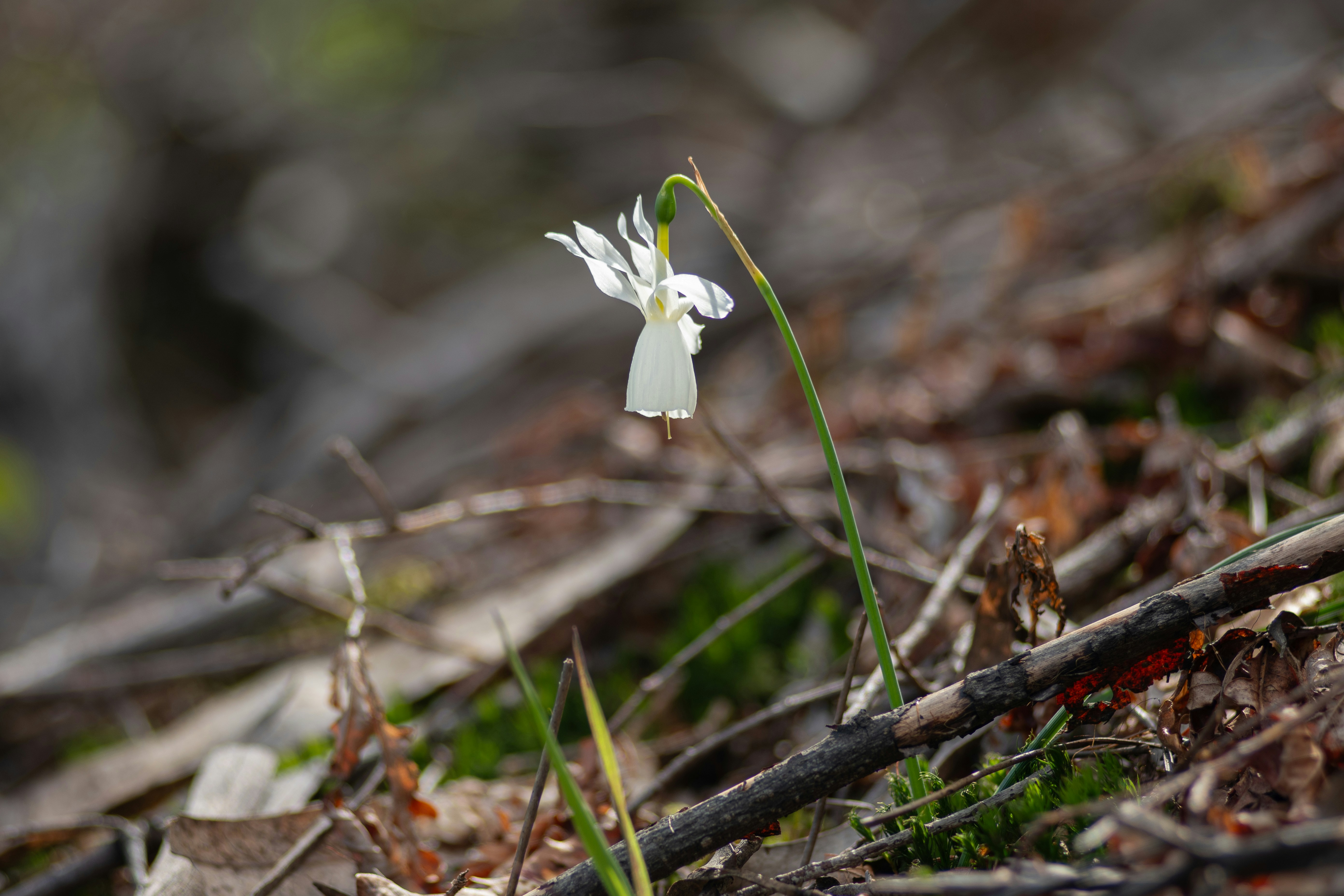 Photo by nataliaraylenegusakova