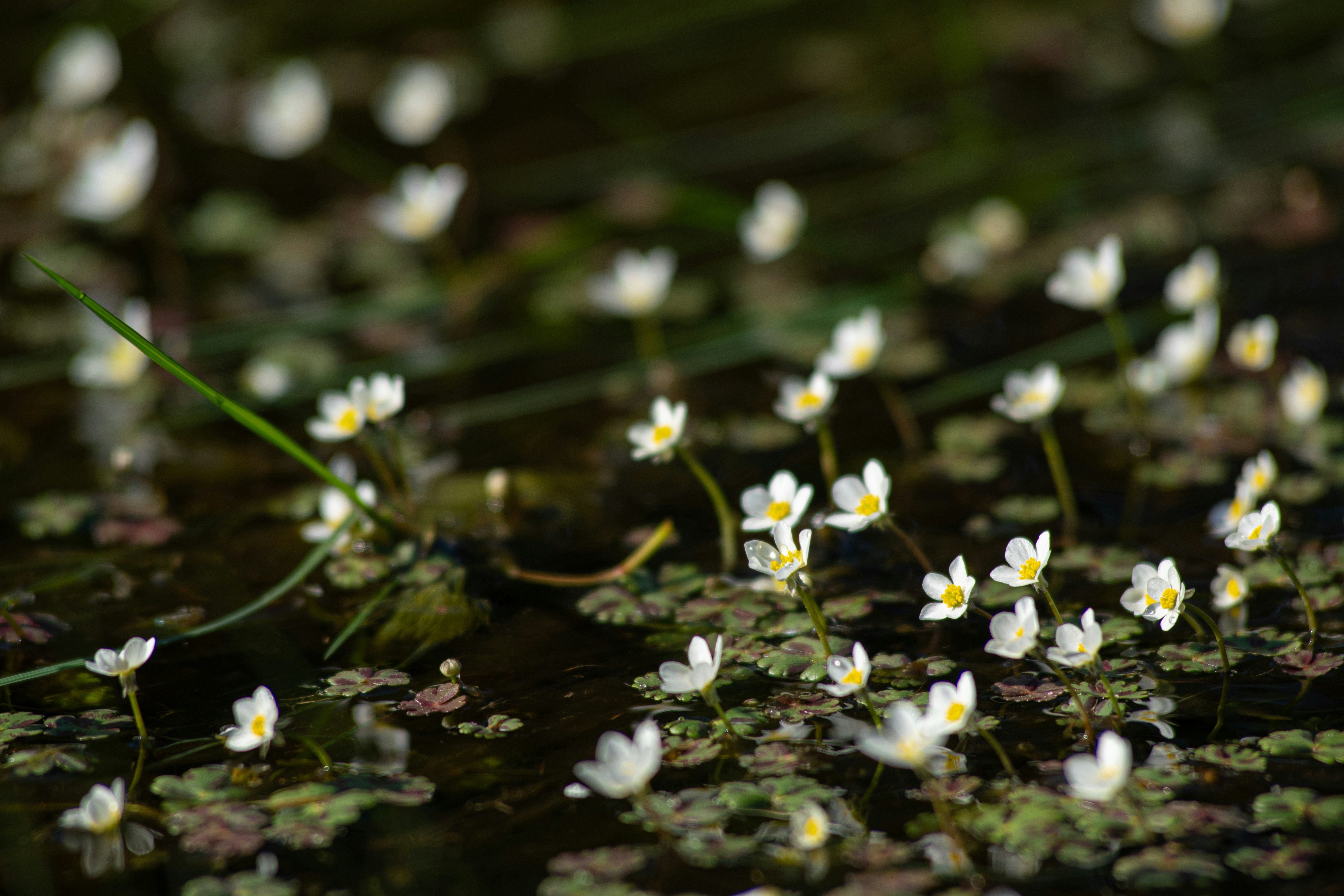Photo by nataliaraylenegusakova