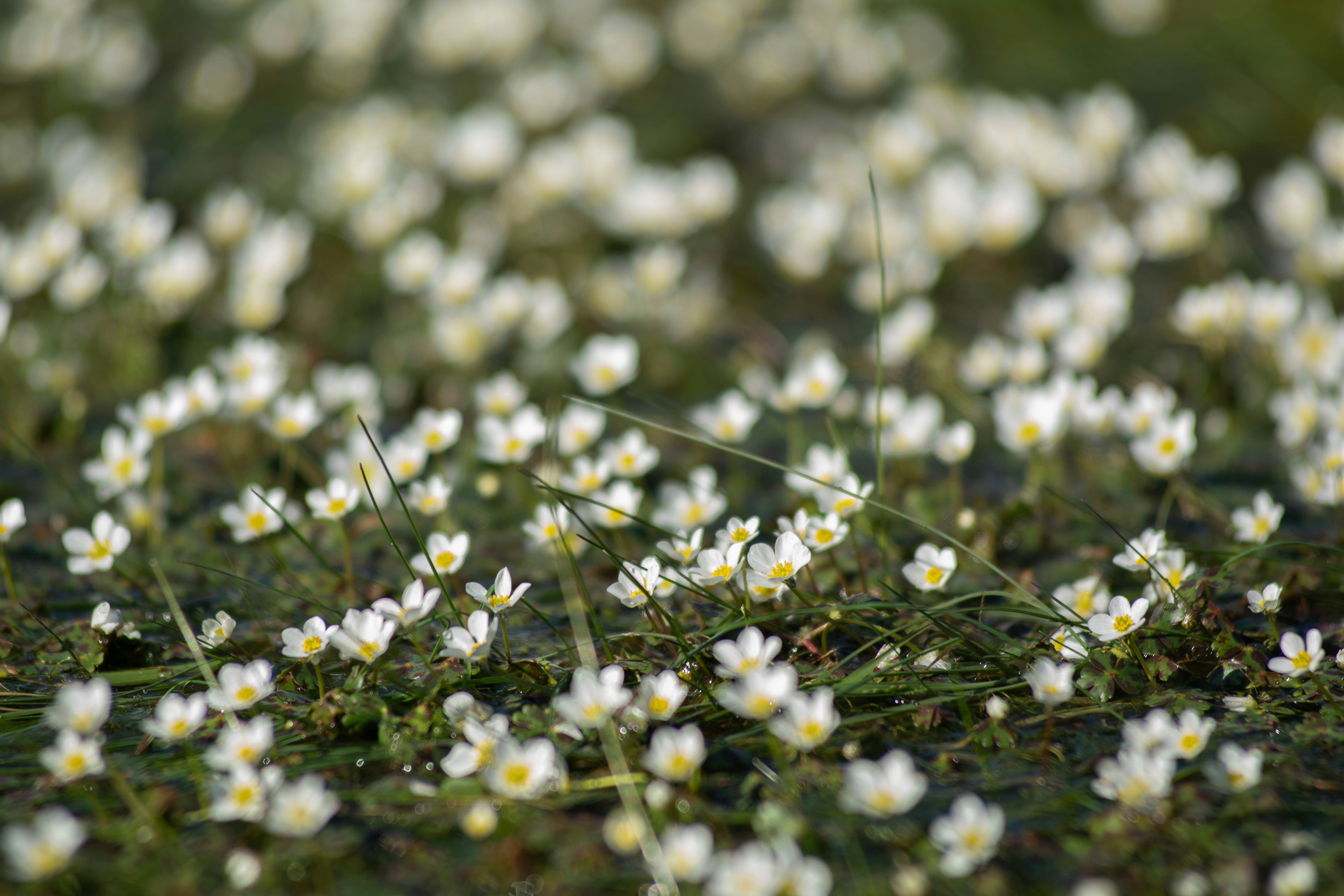 Photo by nataliaraylenegusakova