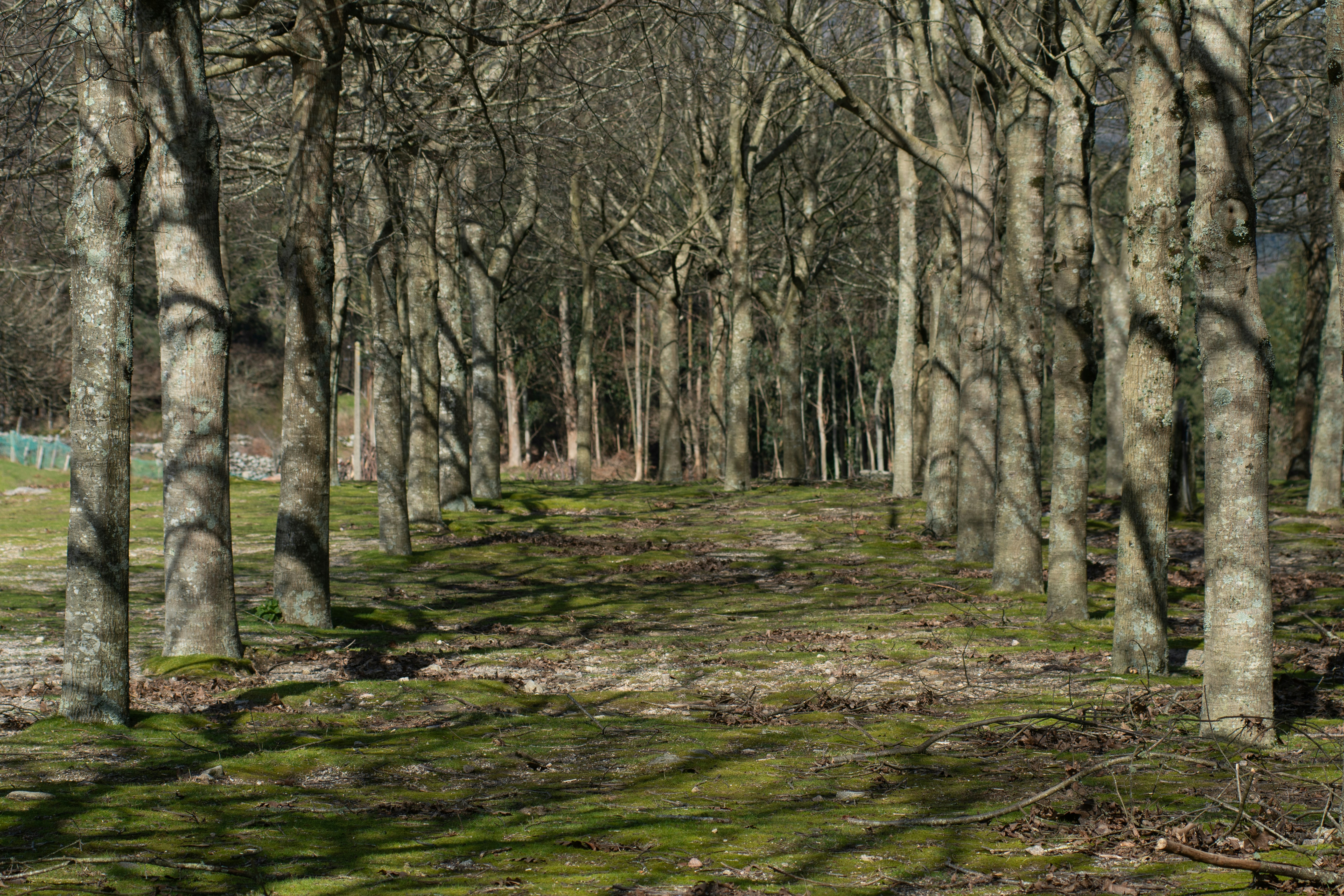 Photo by nataliaraylenegusakova