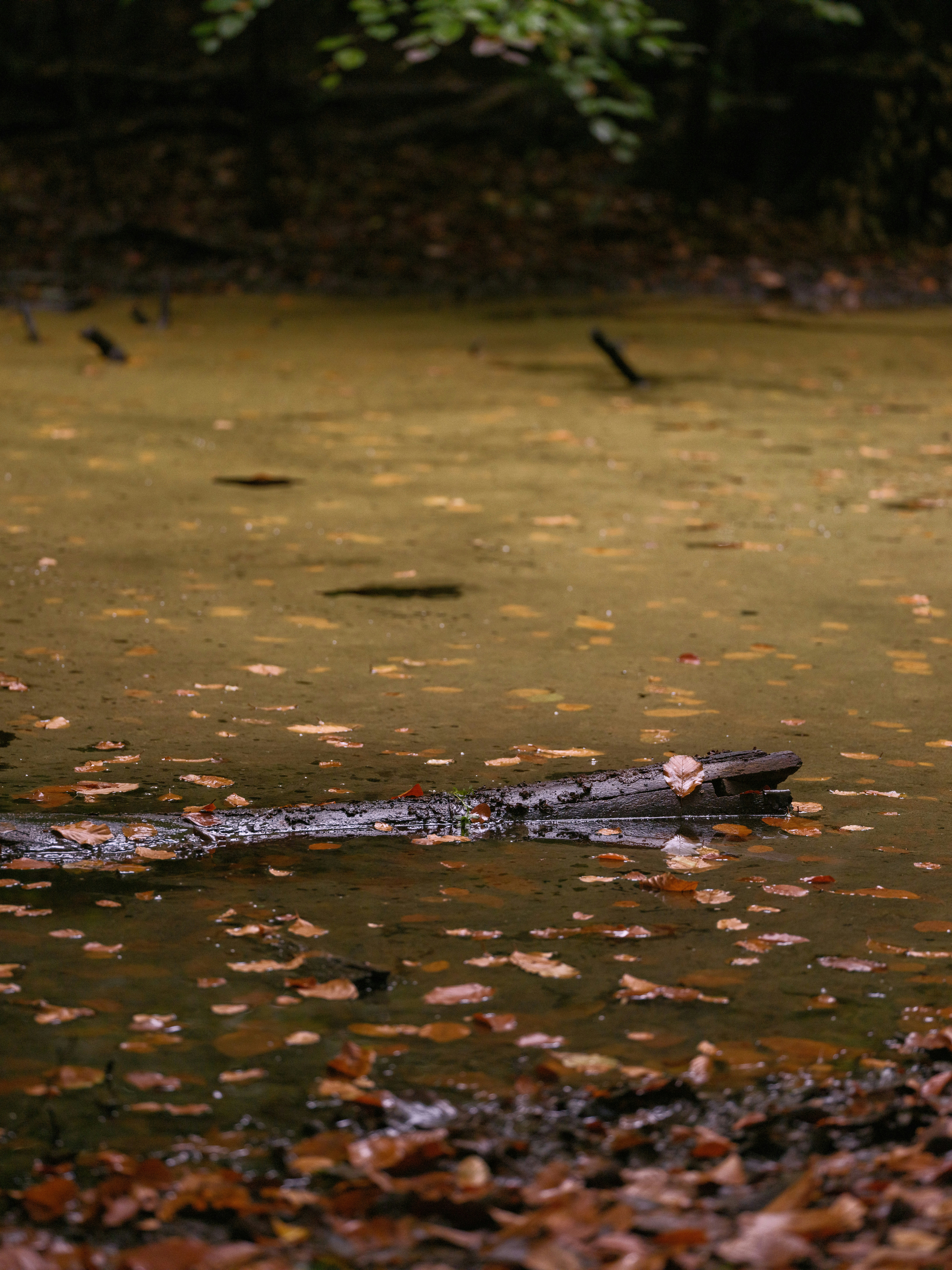 Photo by haberdoedas