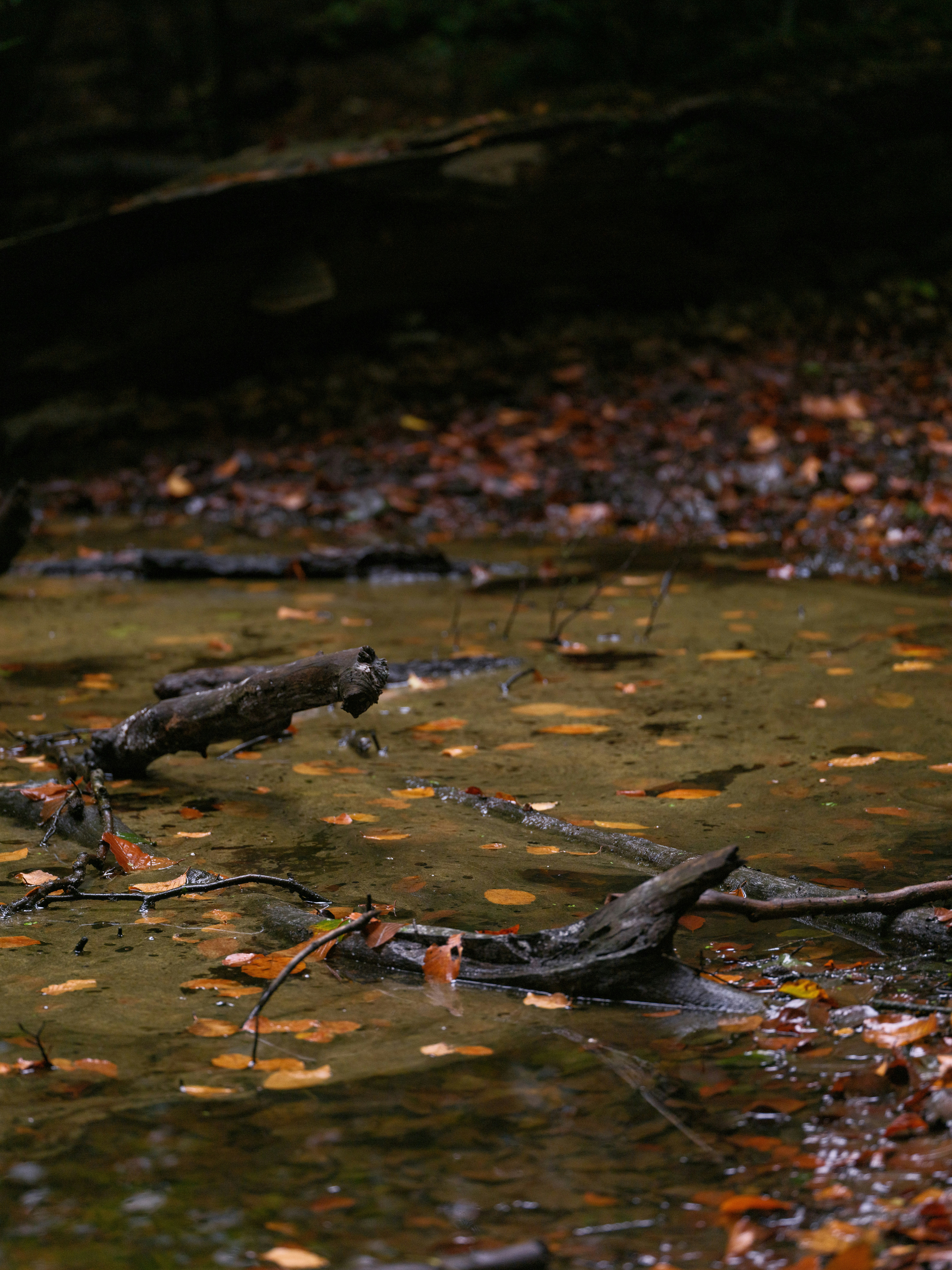 forest puddle with branches and leaves