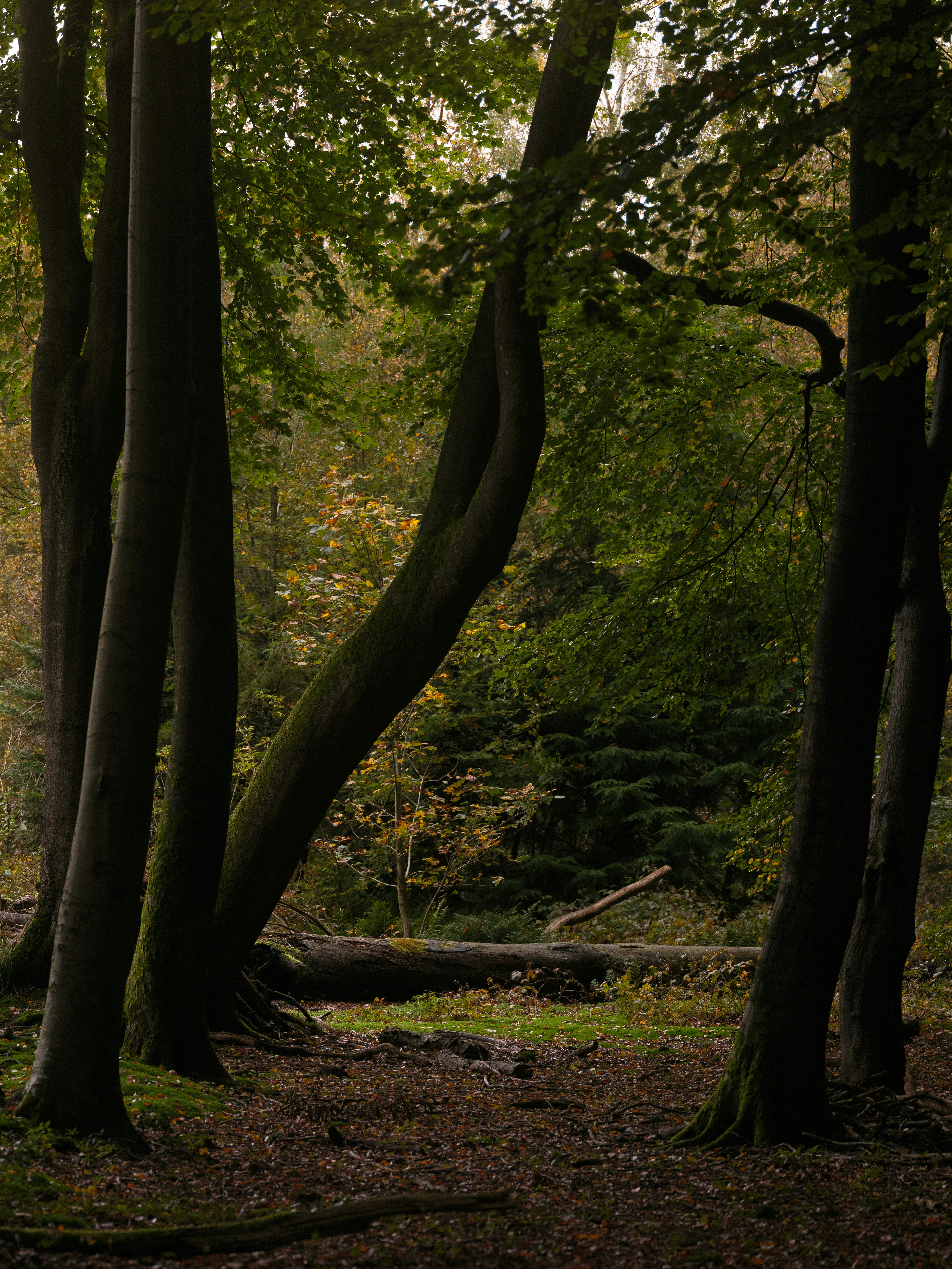 Photo by haberdoedas