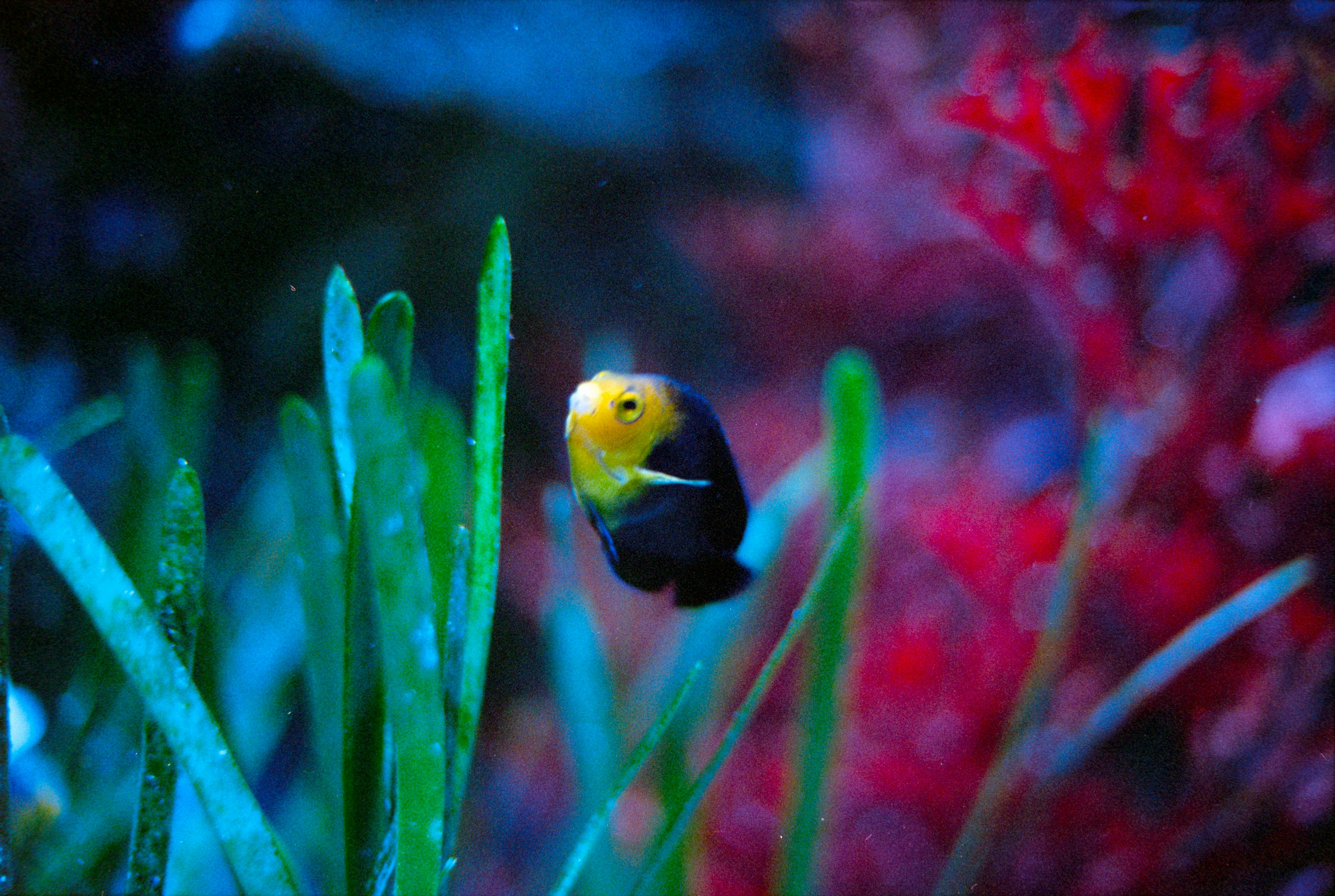 Photo by theguccer2100