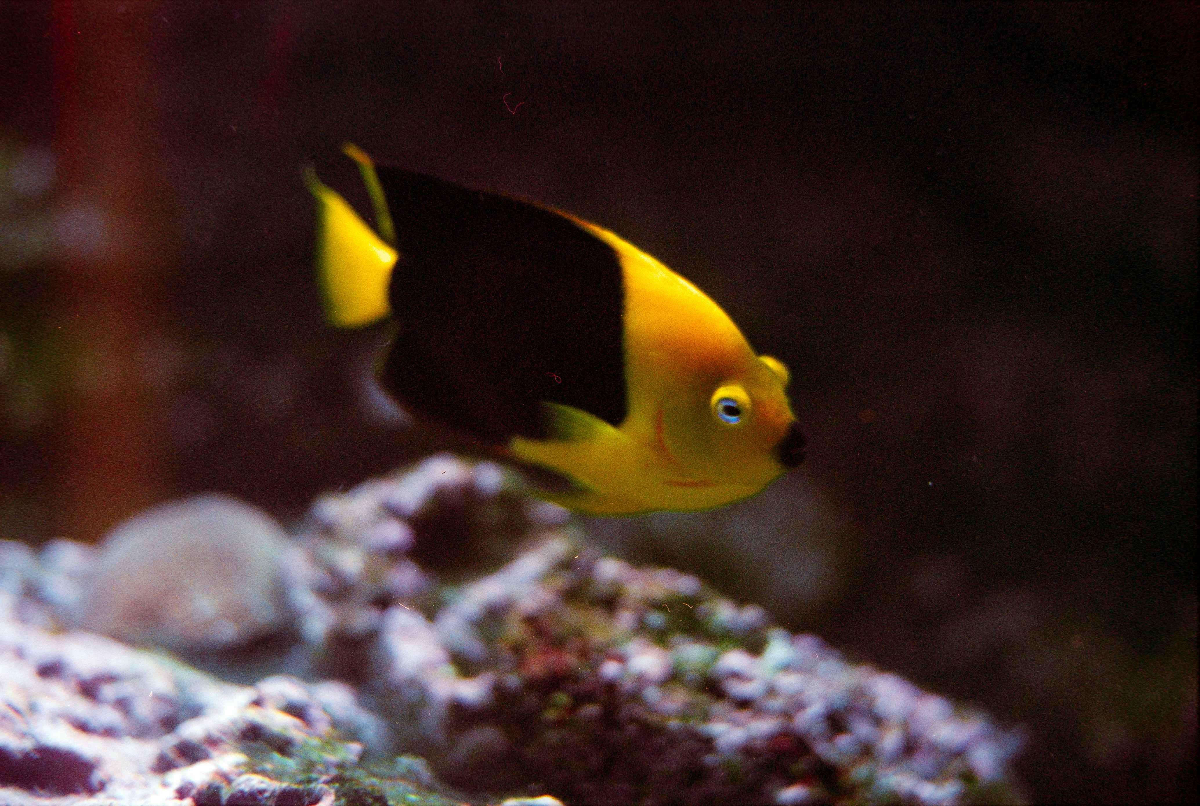 Photo by theguccer2100