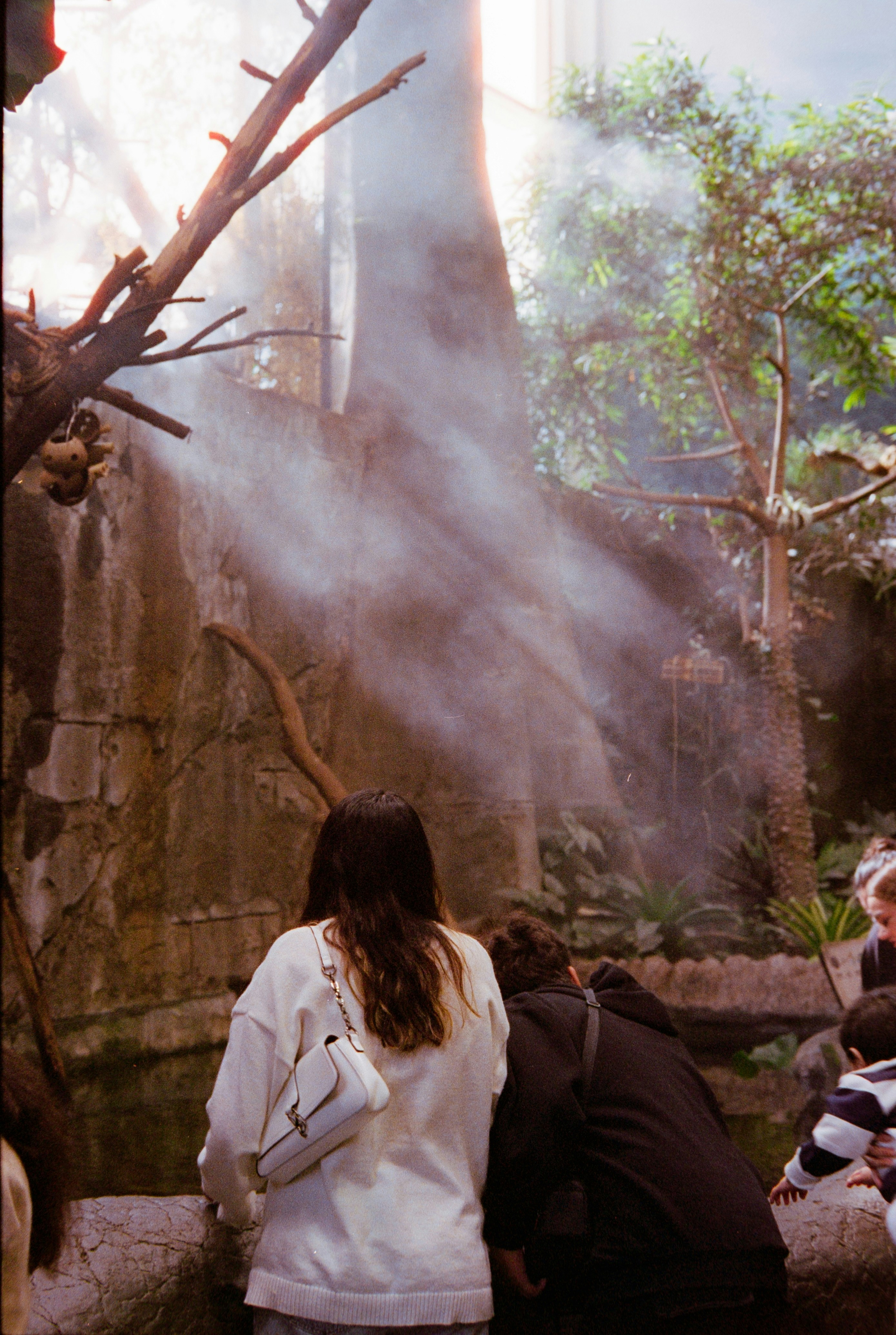 Des gens observant des animaux dans un enclos brumeux