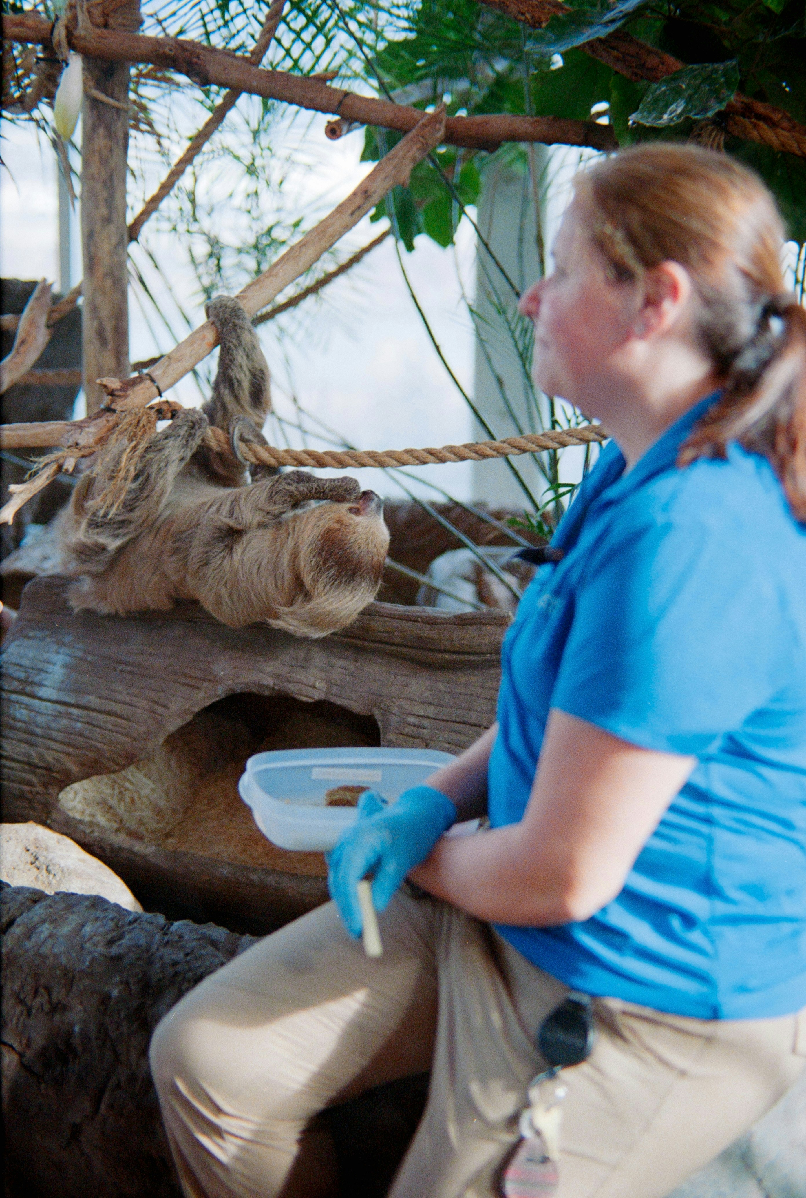Zookeeper feeding sloths in a habitat.