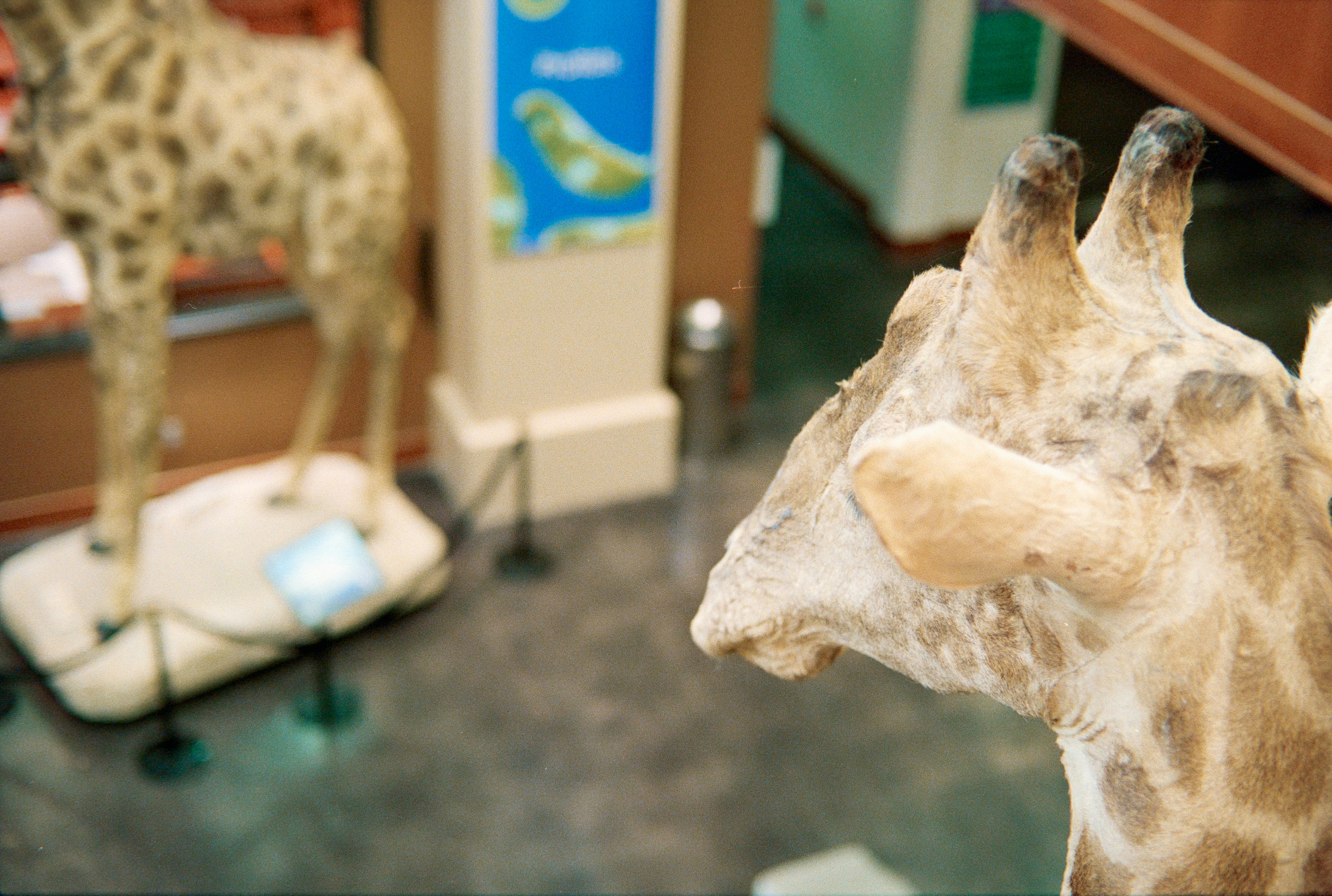 Photo by theguccer2100