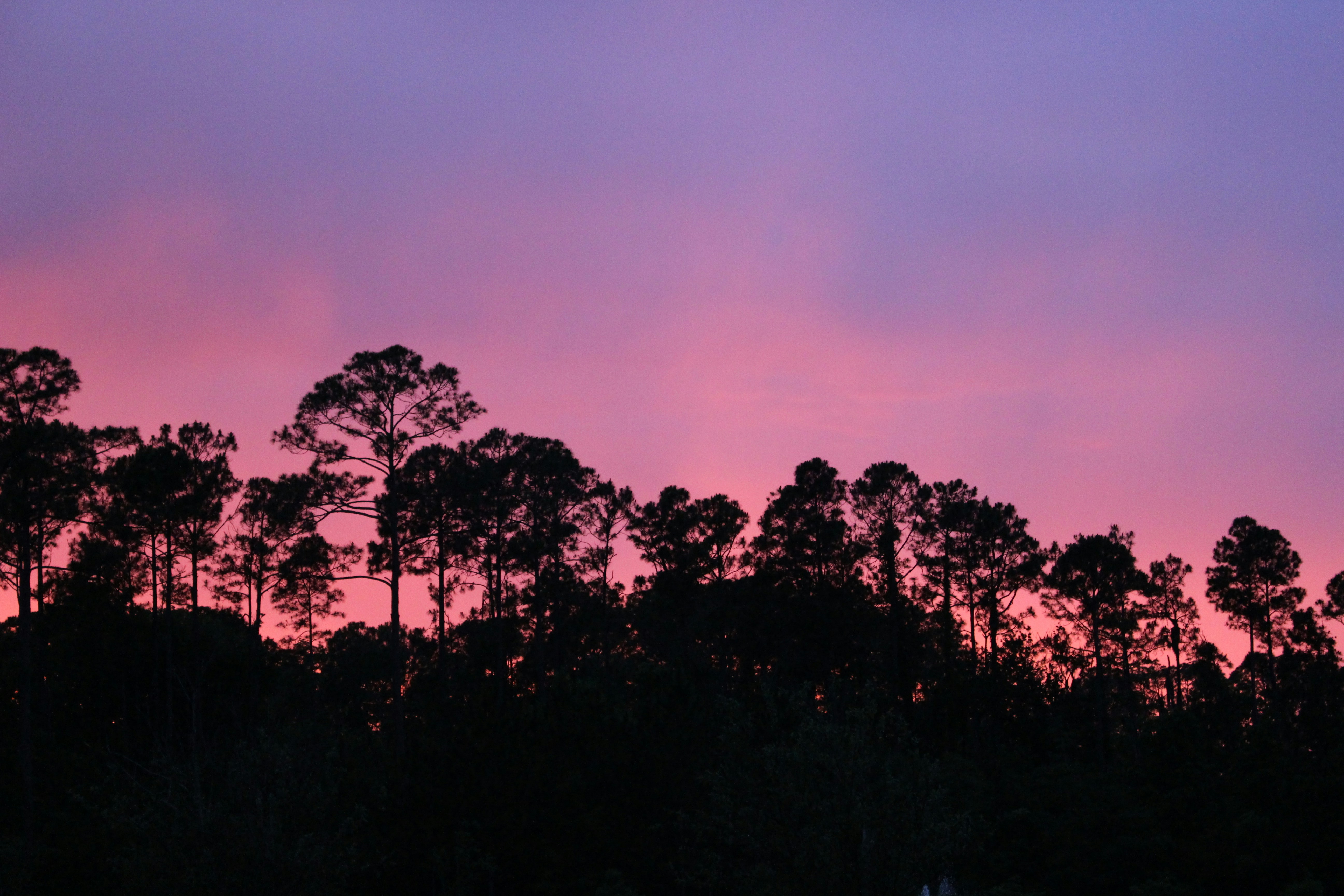 Silhouette of trees against a vibrant purple and pink sky.