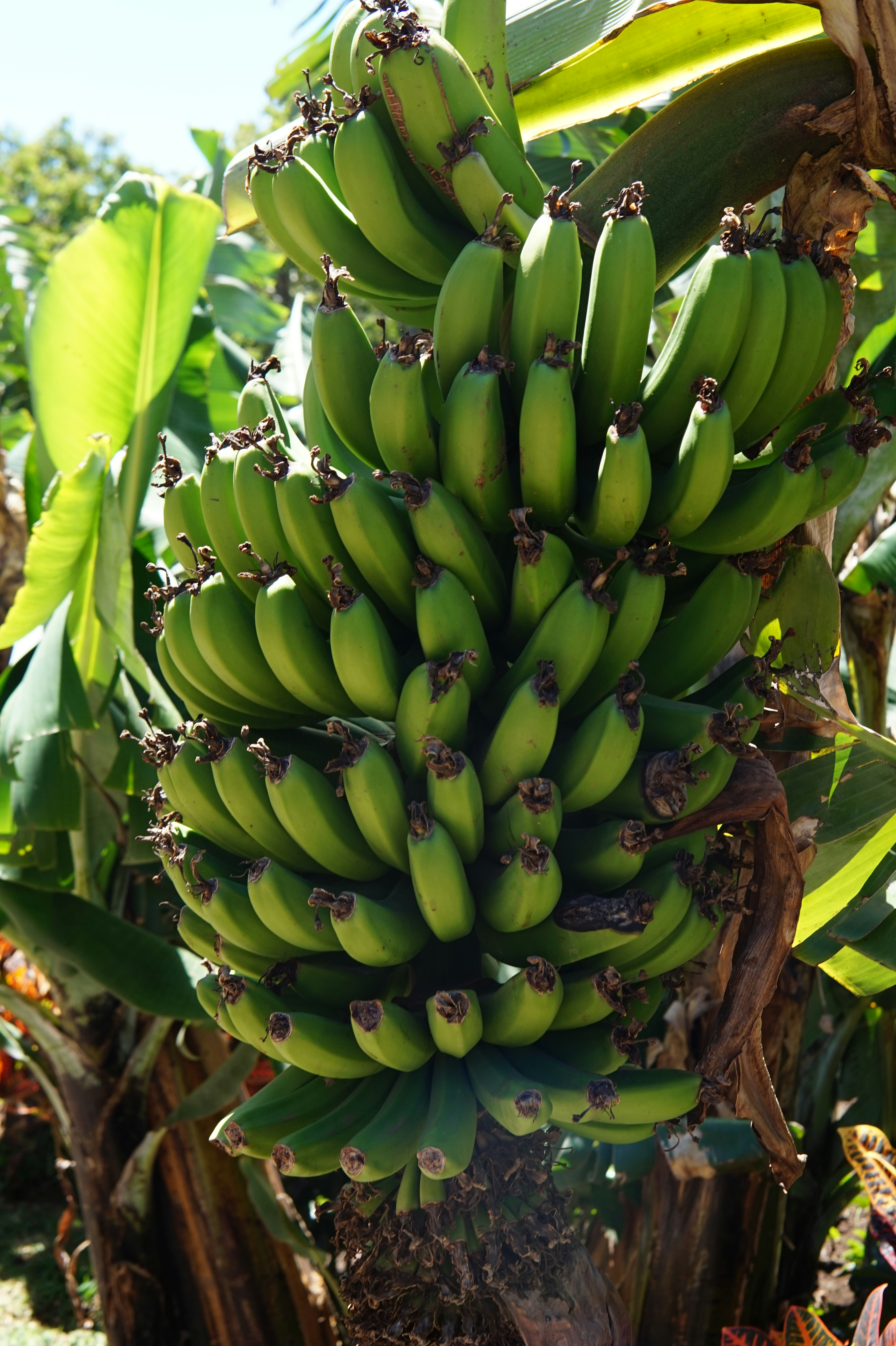 Photo by costaricanvibes_com