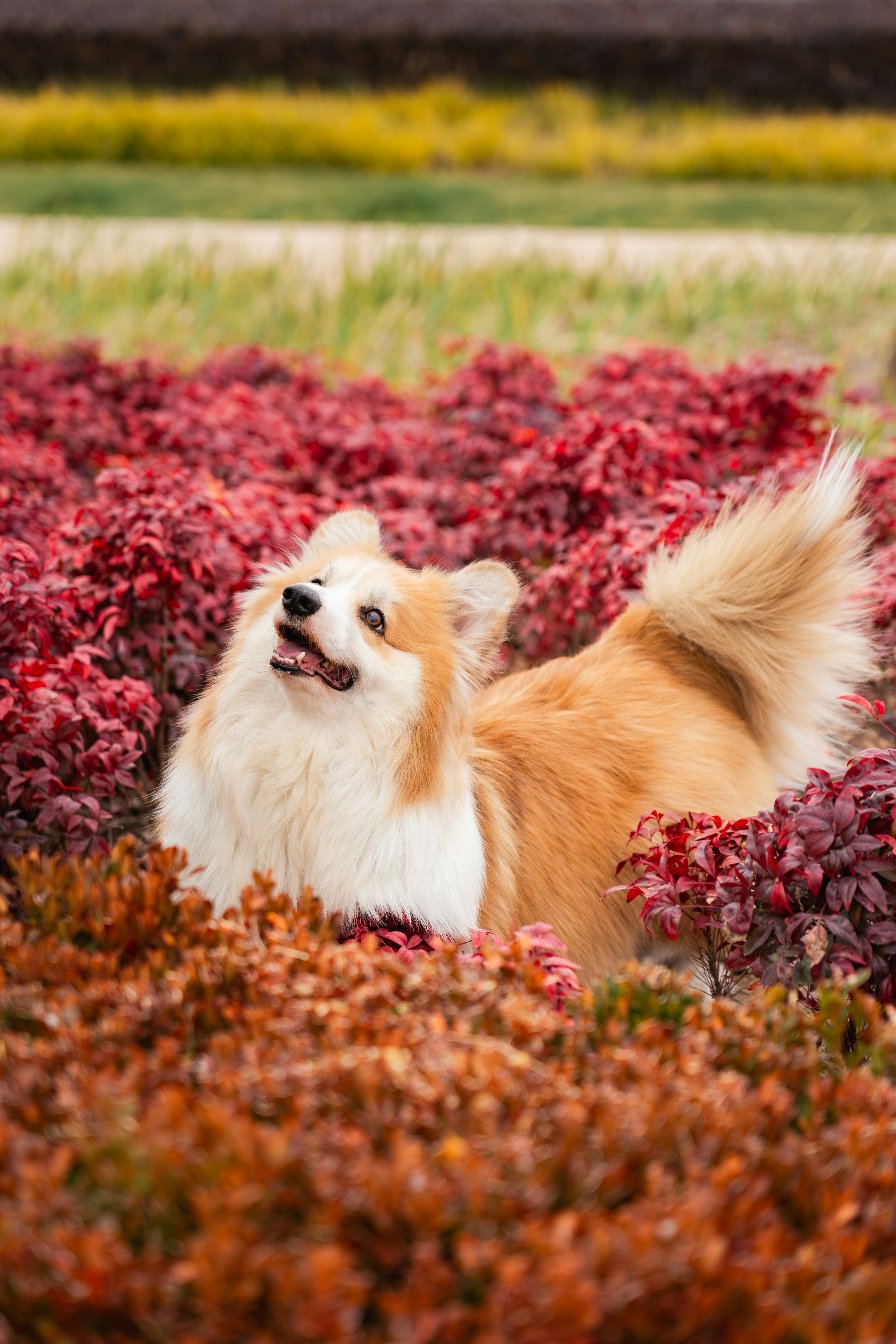 복슬복슬한 코기 강아지가 빨간색과 주황색 꽃들 사이에 앉아 있습니다.