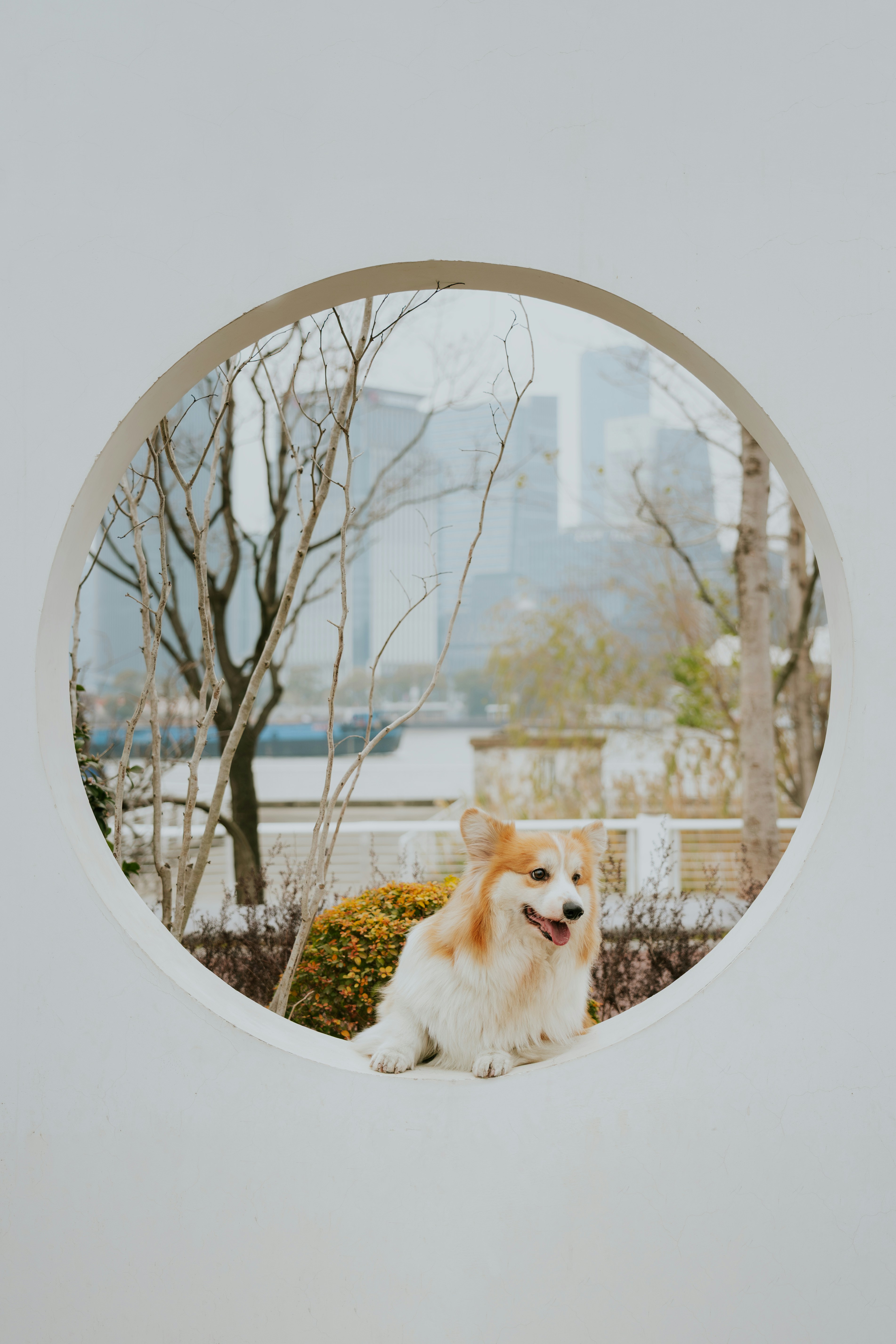 코기 강아지가 원형 창틀에 앉아 있습니다.