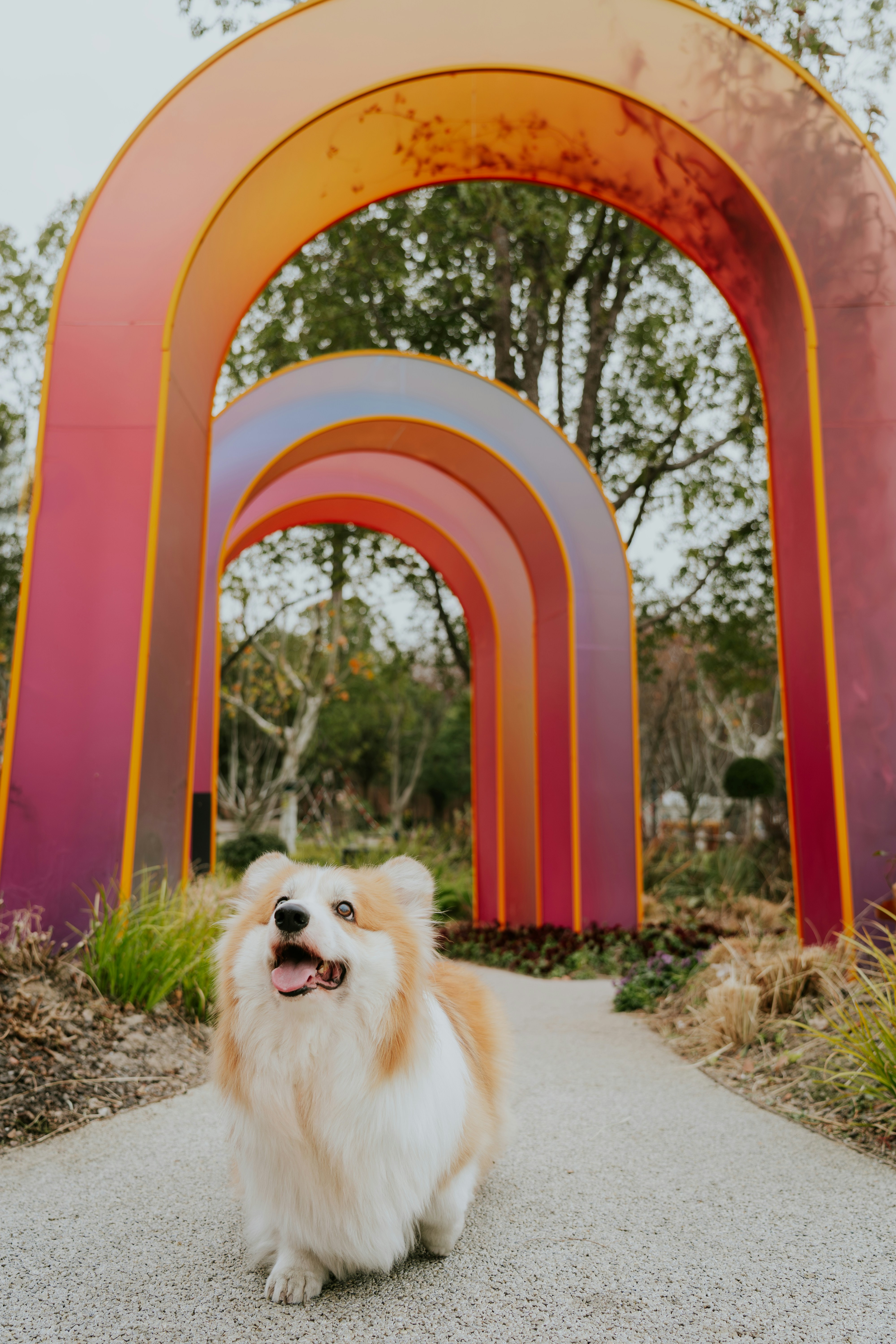 행복한 코기가 다채로운 무지개 아치를 걸어갑니다.