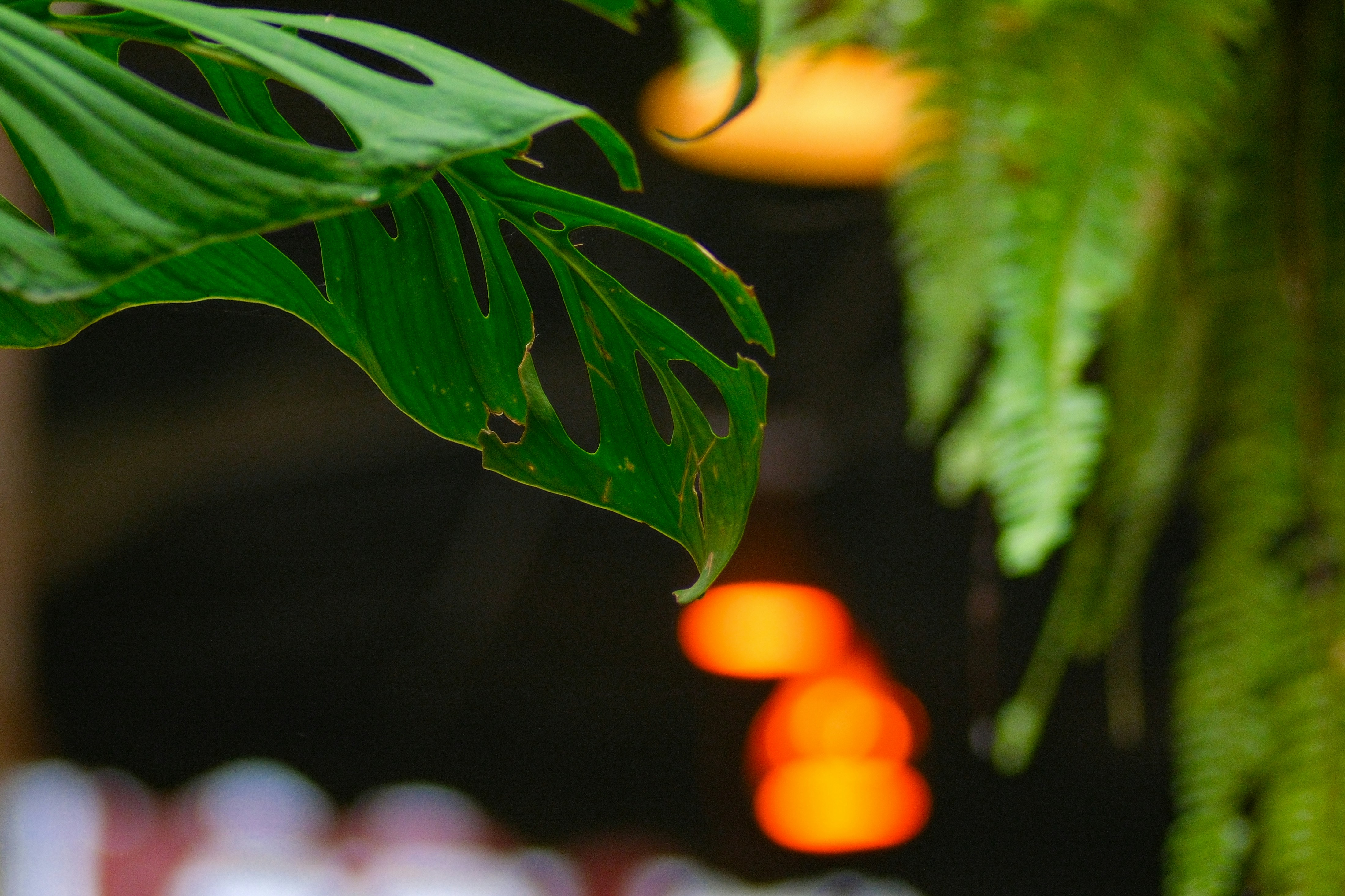 Photo by phuocsangvn