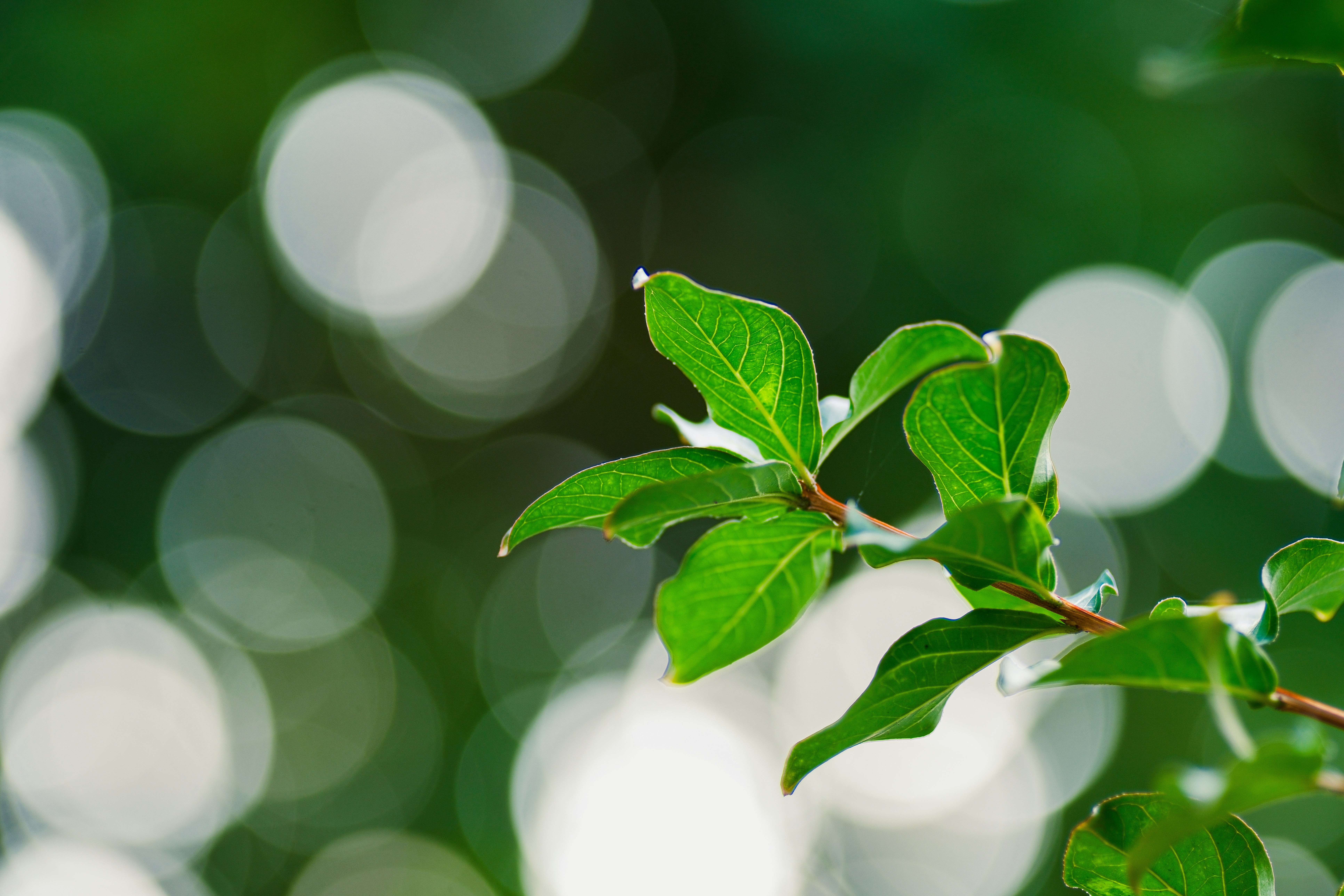 Photo by phuocsangvn