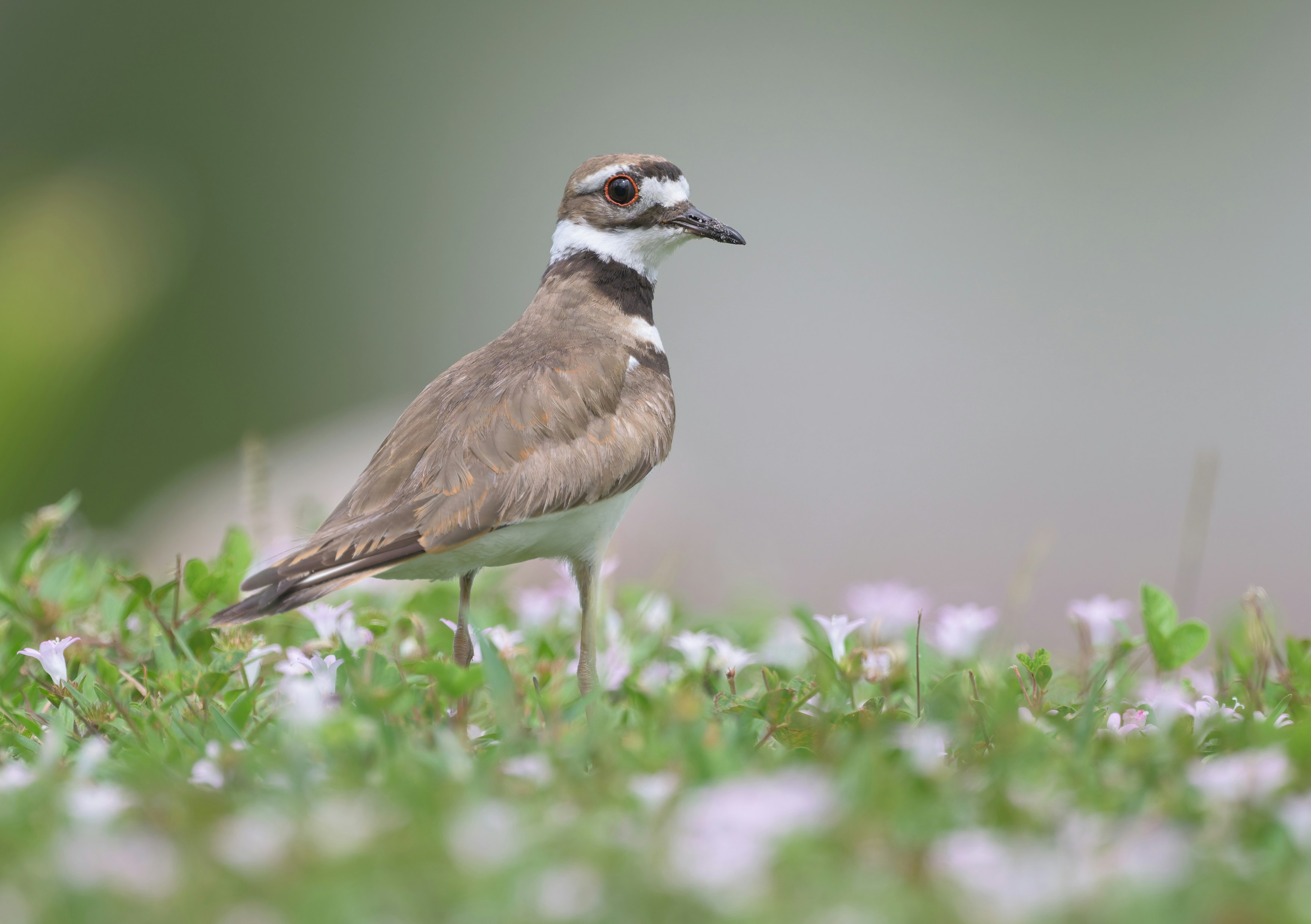A killdeer bird stands in green grass with small flowers.