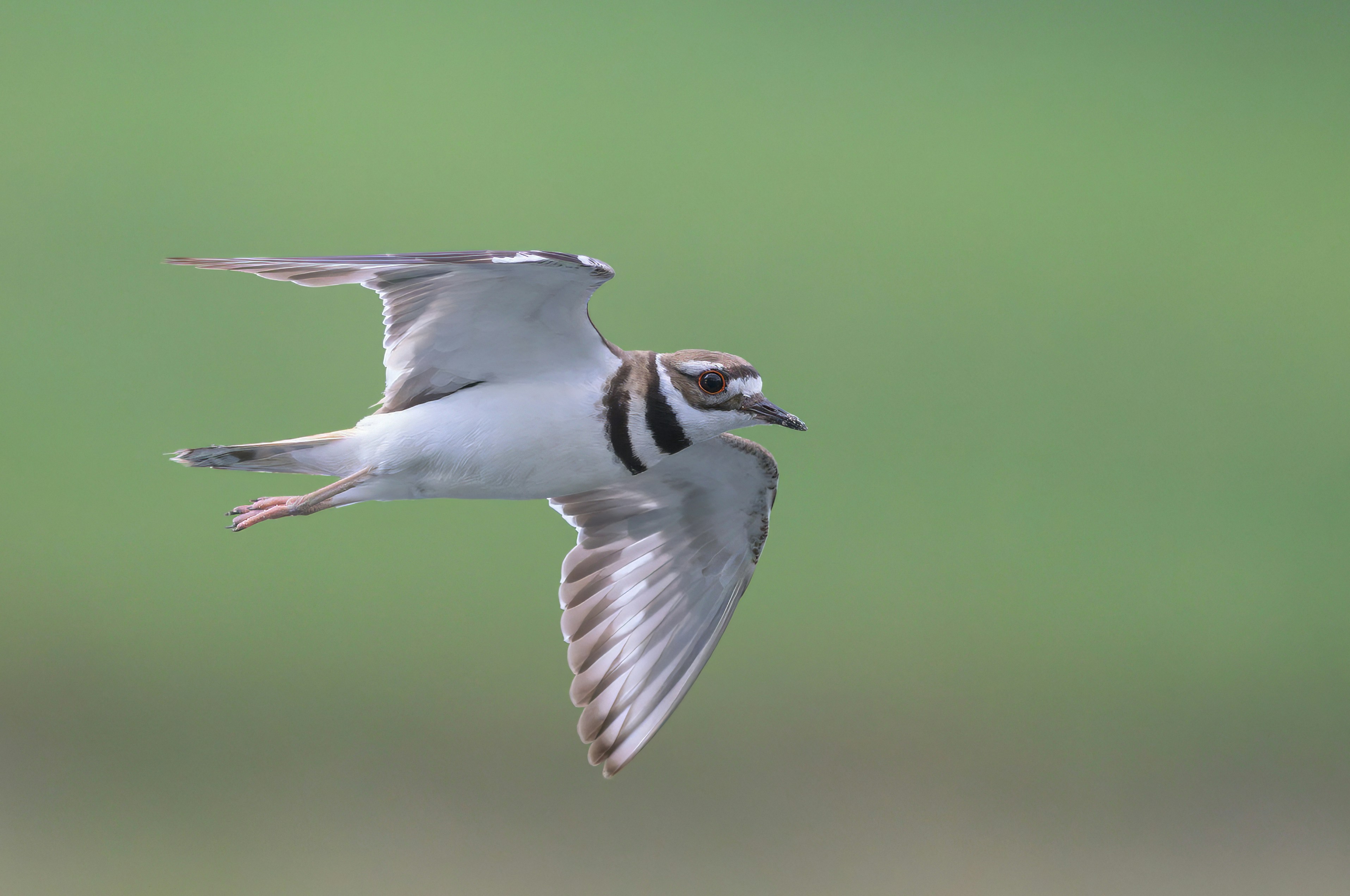 A killdeer bird in flight against a green background