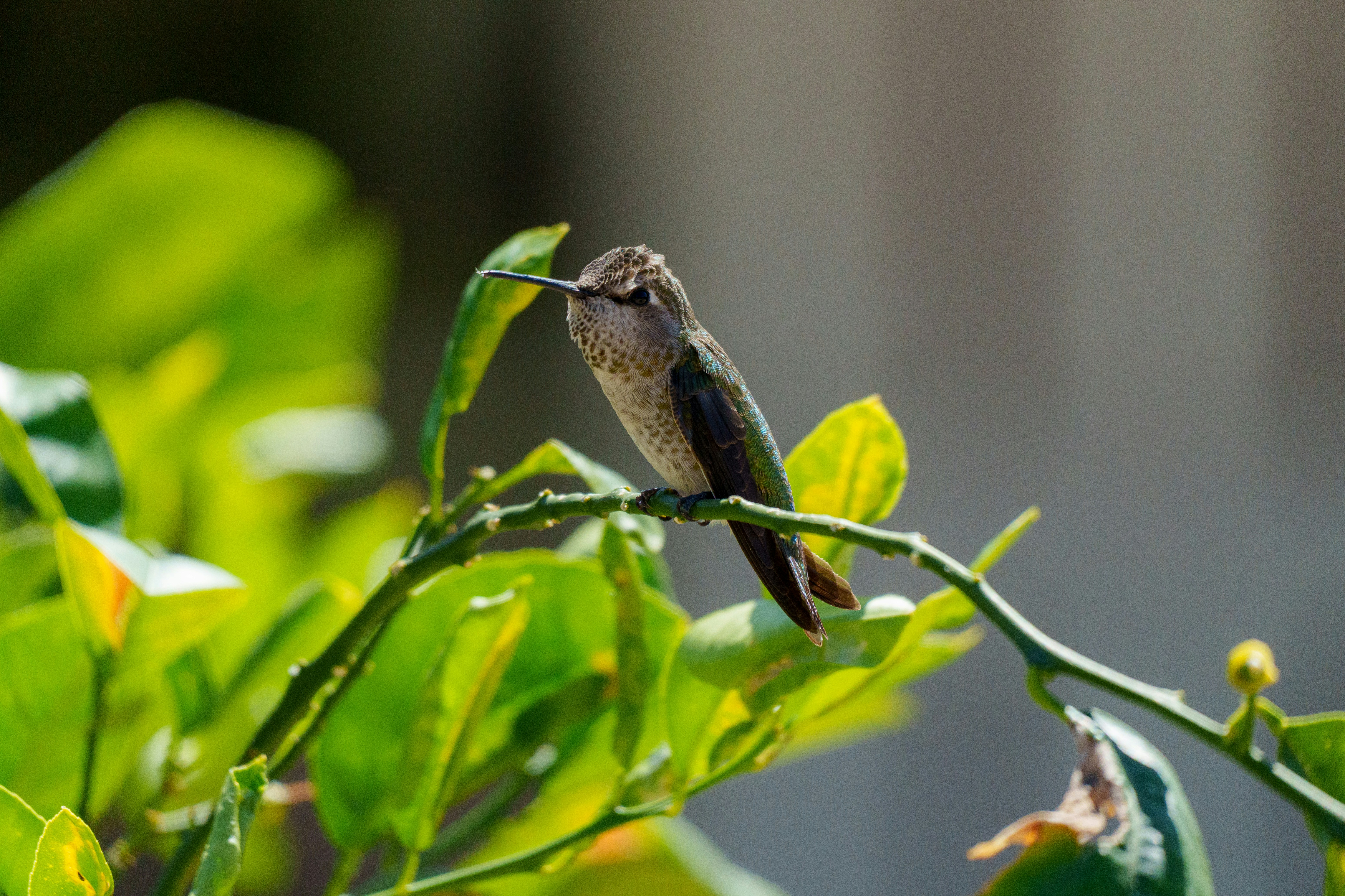 Photo by sizzle_king