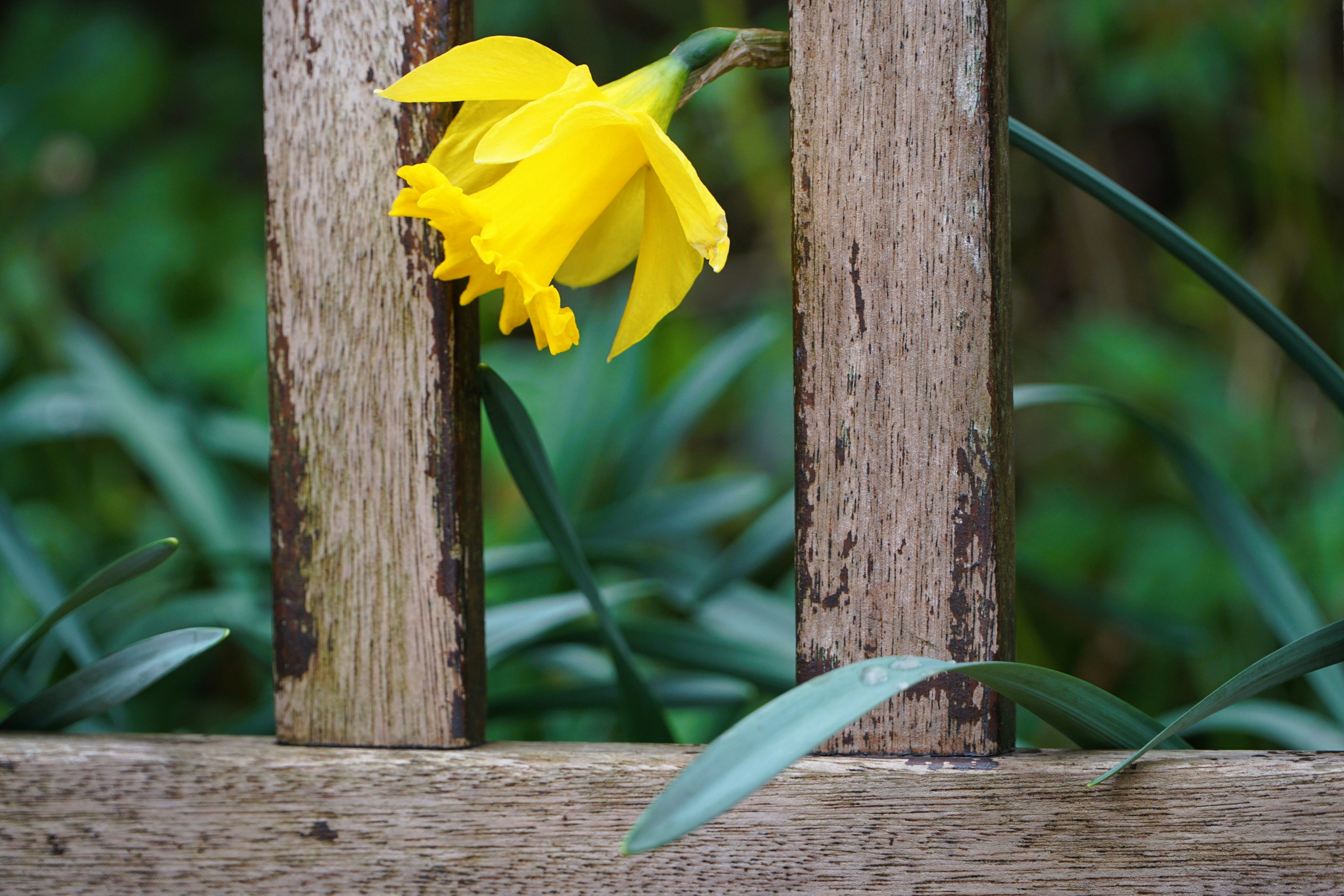 Un narciso giallo fiorisce dietro una recinzione di legno.