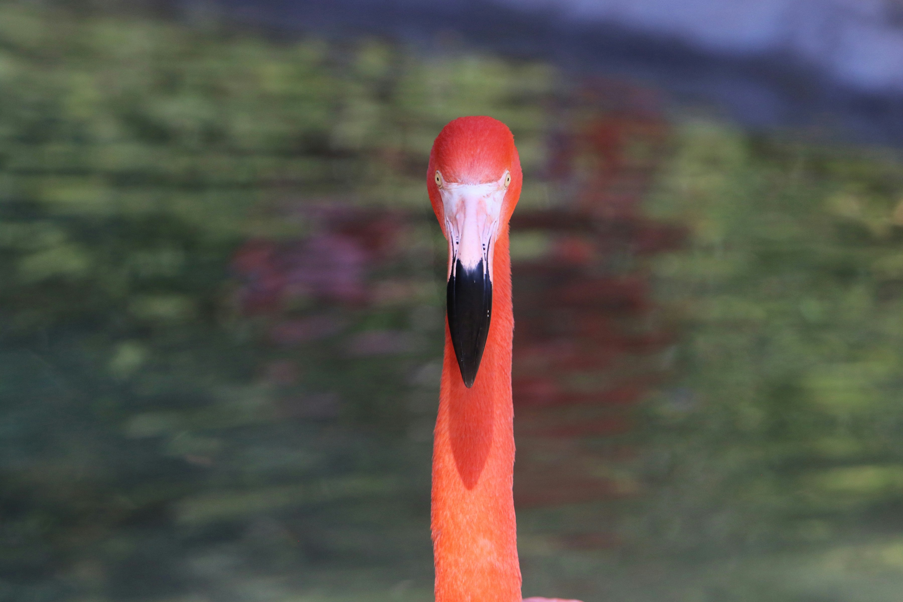 A close-up of a bright pink flamingo's head and neck.