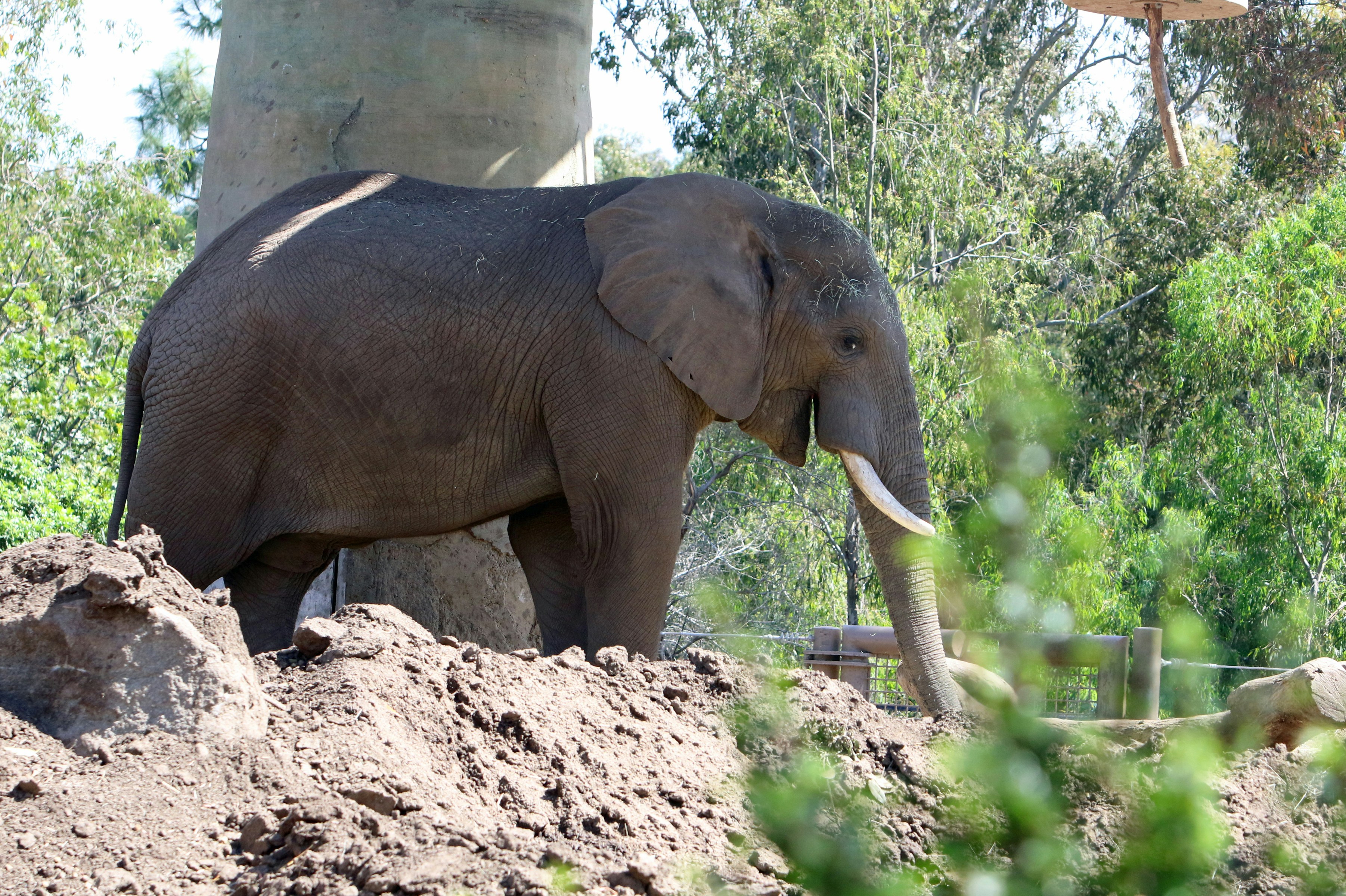 An elephant stands on a dirt mound near trees.