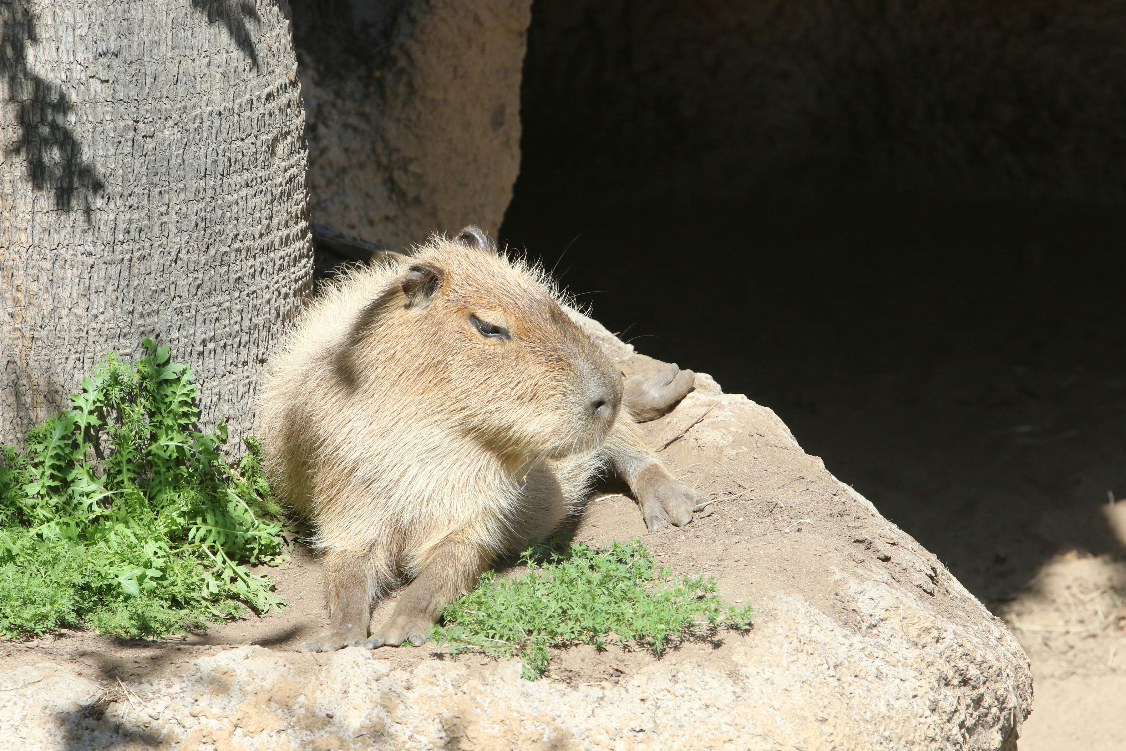 A capybara rests on a rock in the sun.