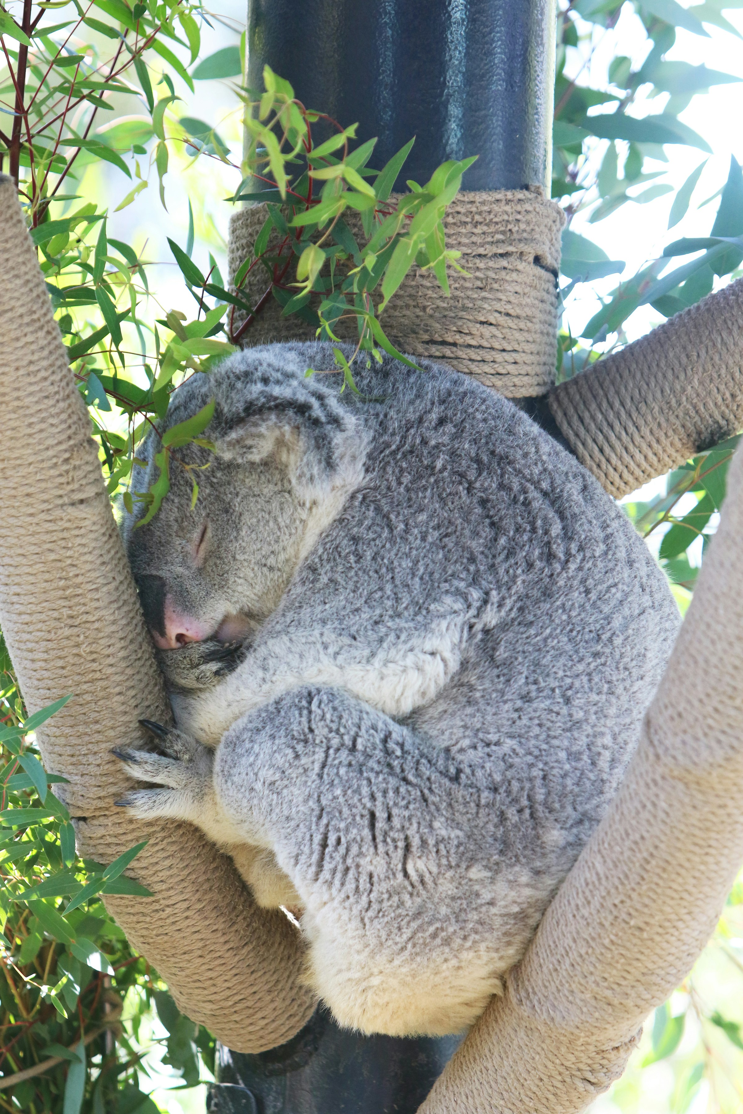 A koala sleeps curled up on a tree branch.