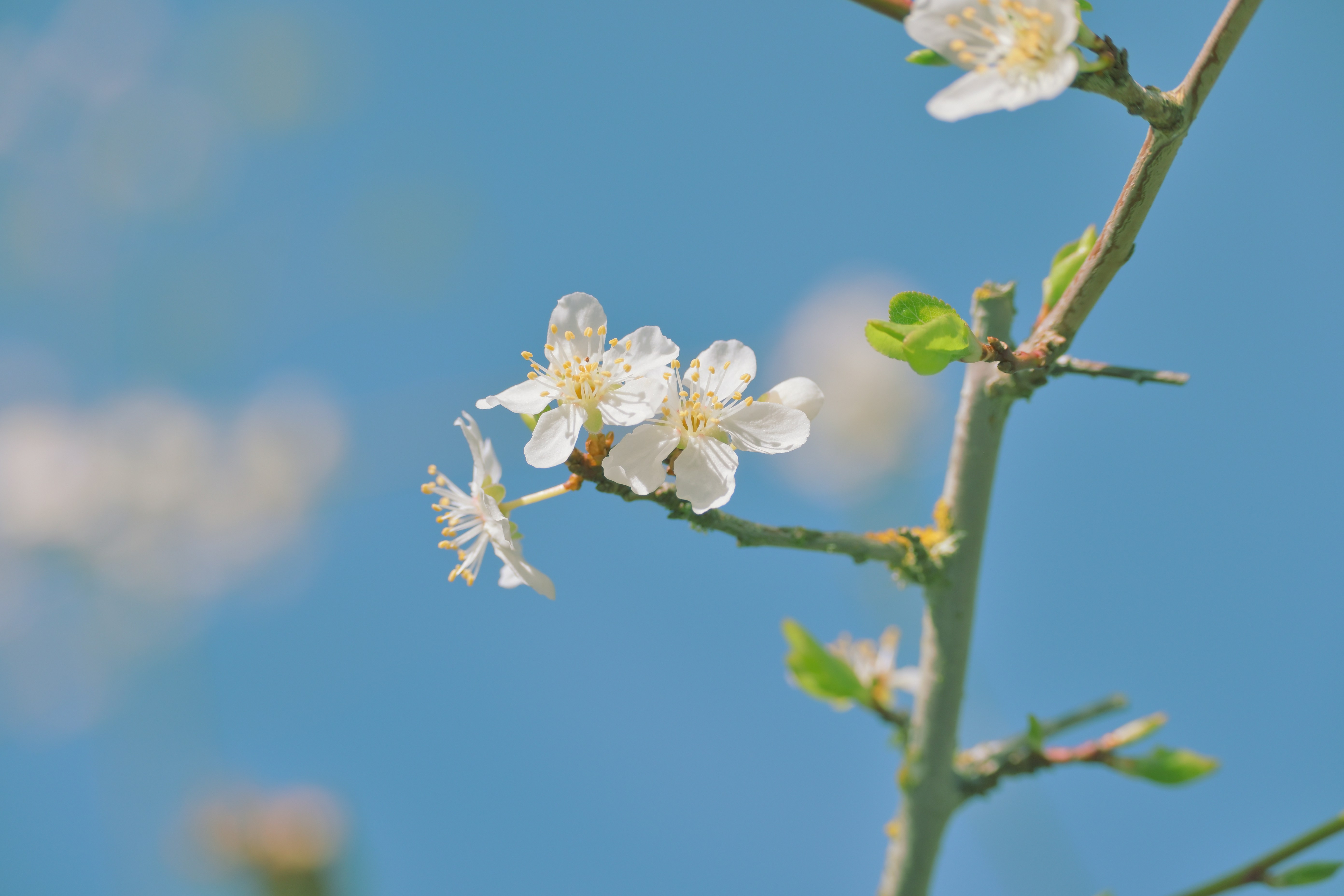 Photo by fleeting_glow