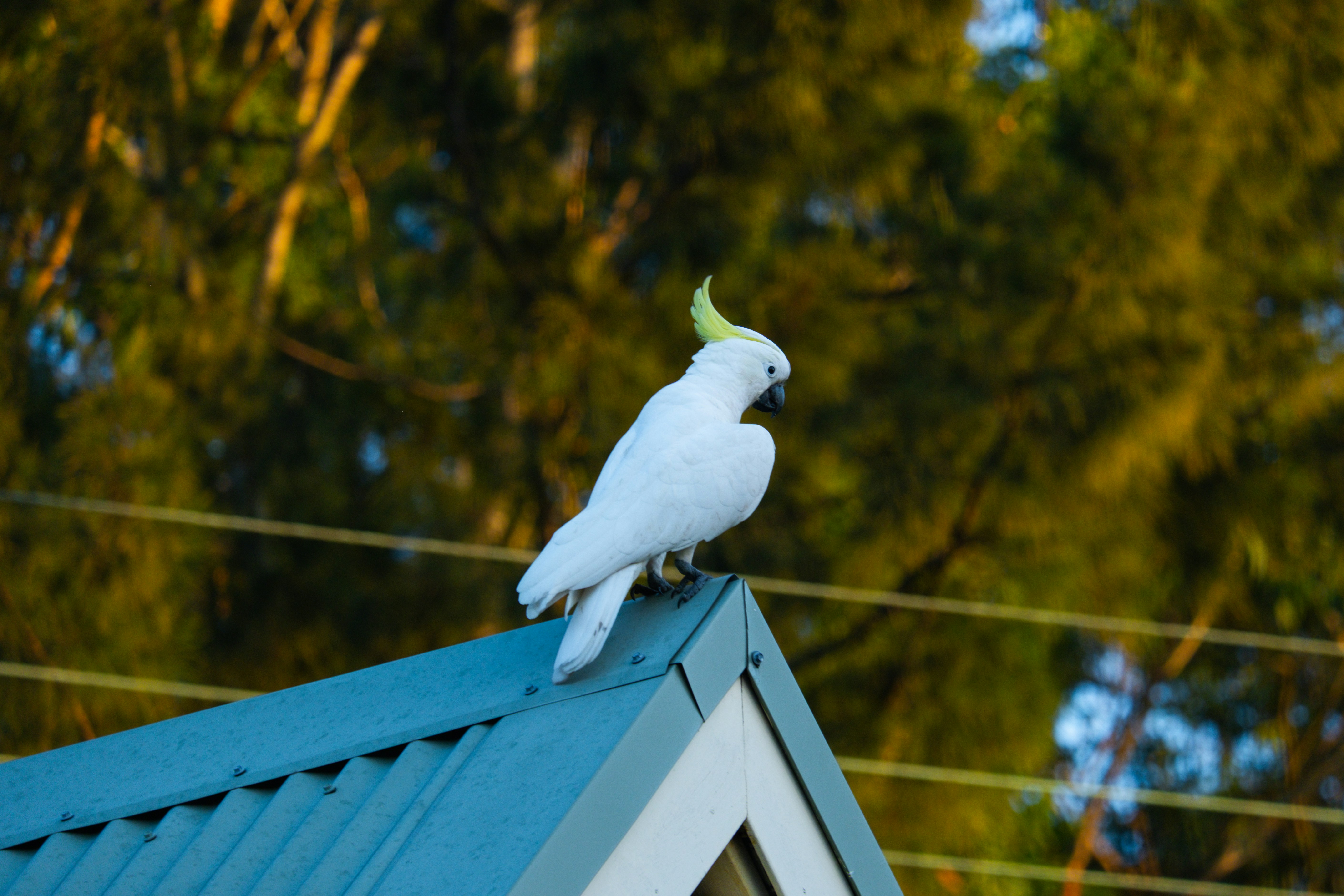 A white cockatoo with yellow crest sits on a roof.