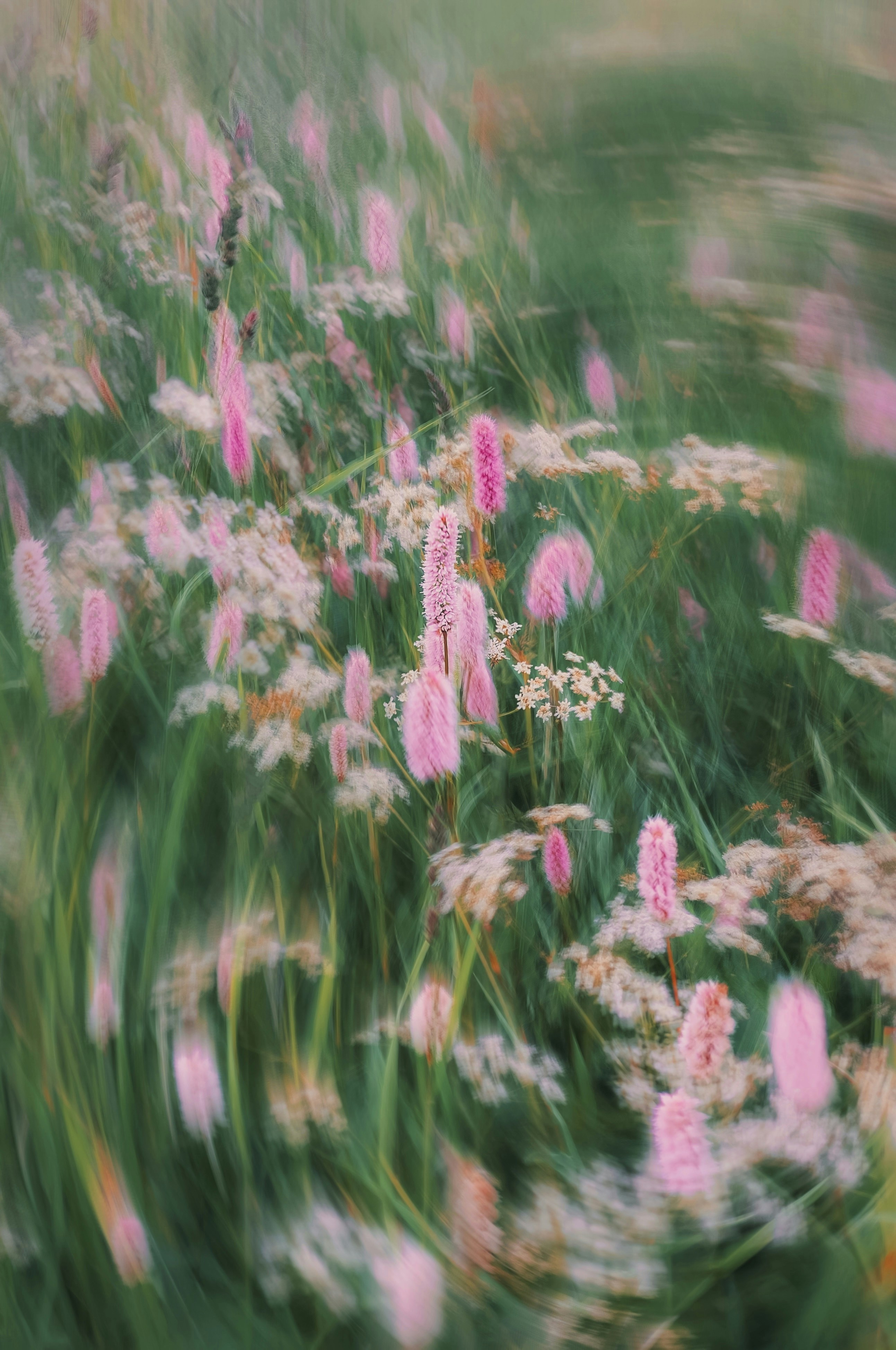 Fiori rosa ed erba verde con motion blur.