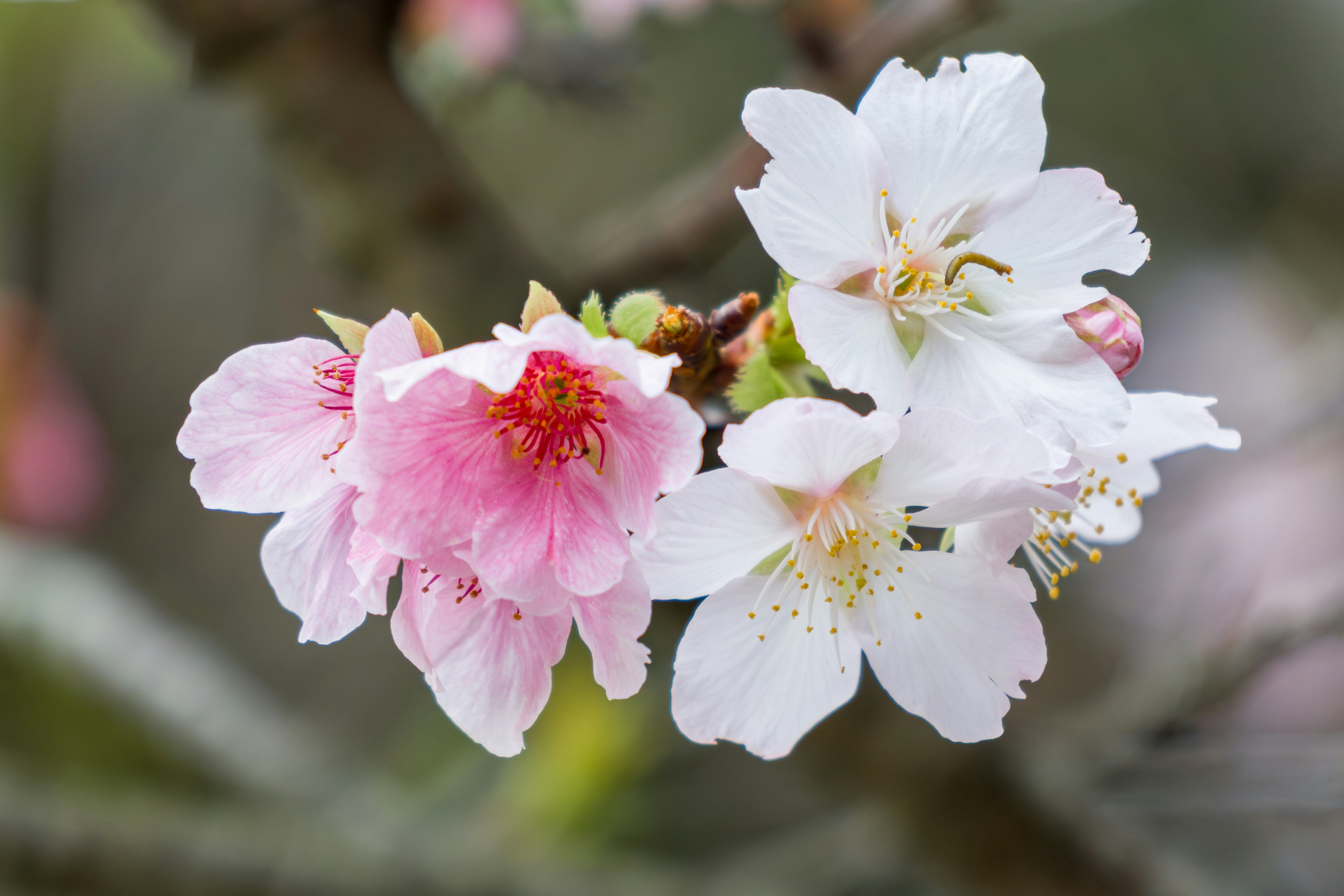 Delicate pink and white cherry blossoms bloom on a branch.