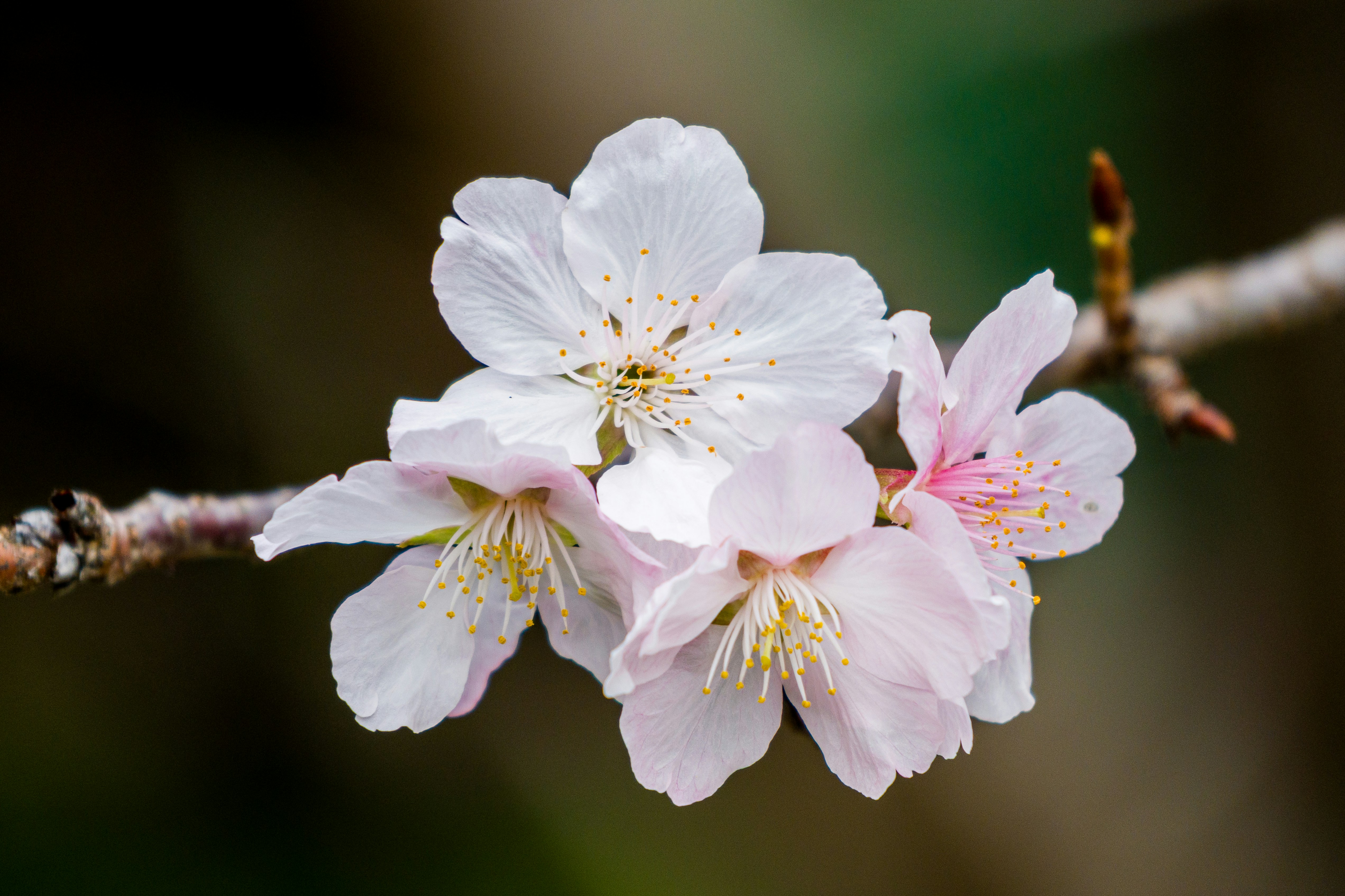 Delicate pink cherry blossoms on a tree branch
