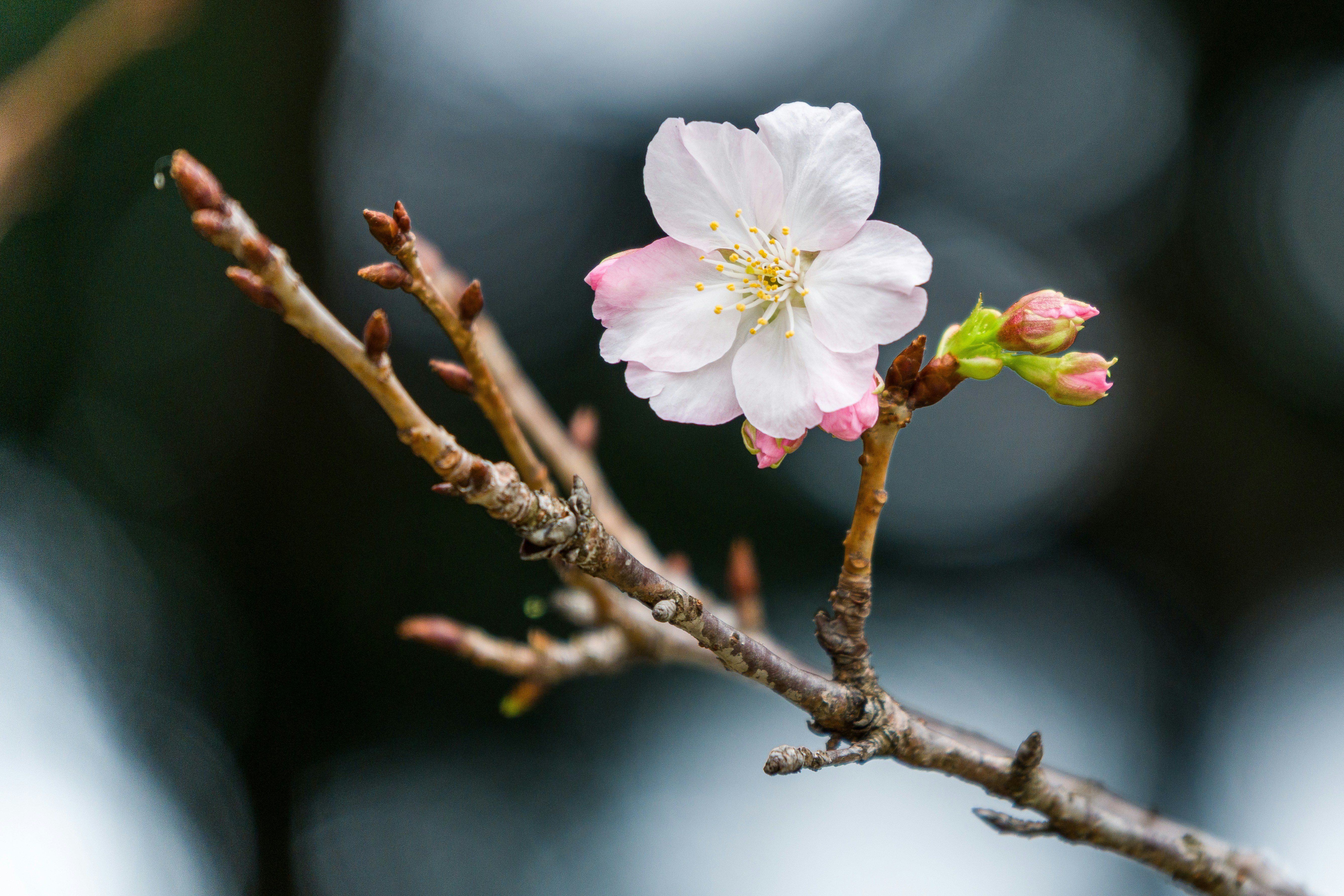 Photo by winstonchen