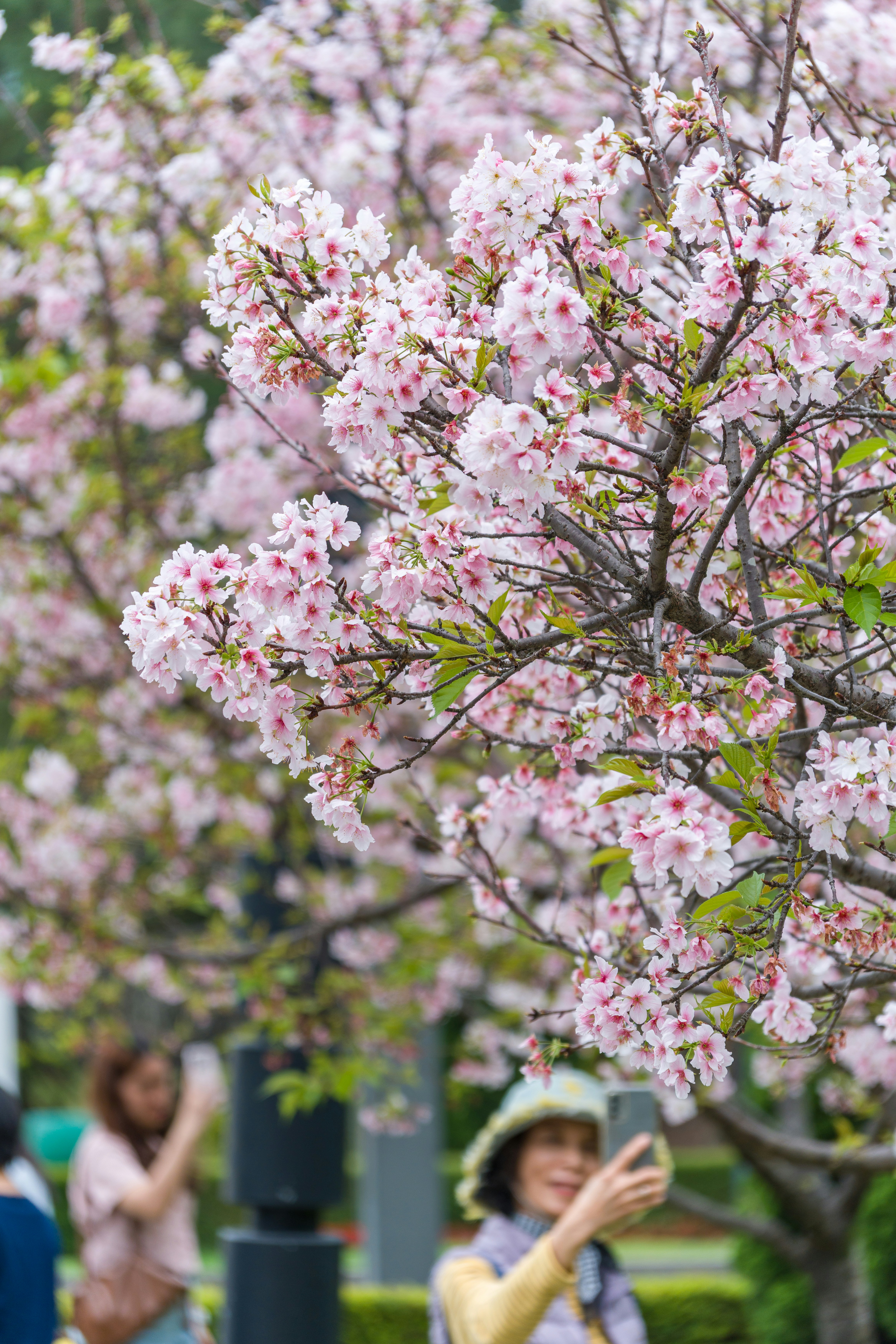 Cherry blossoms bloom on tree branches with people in background