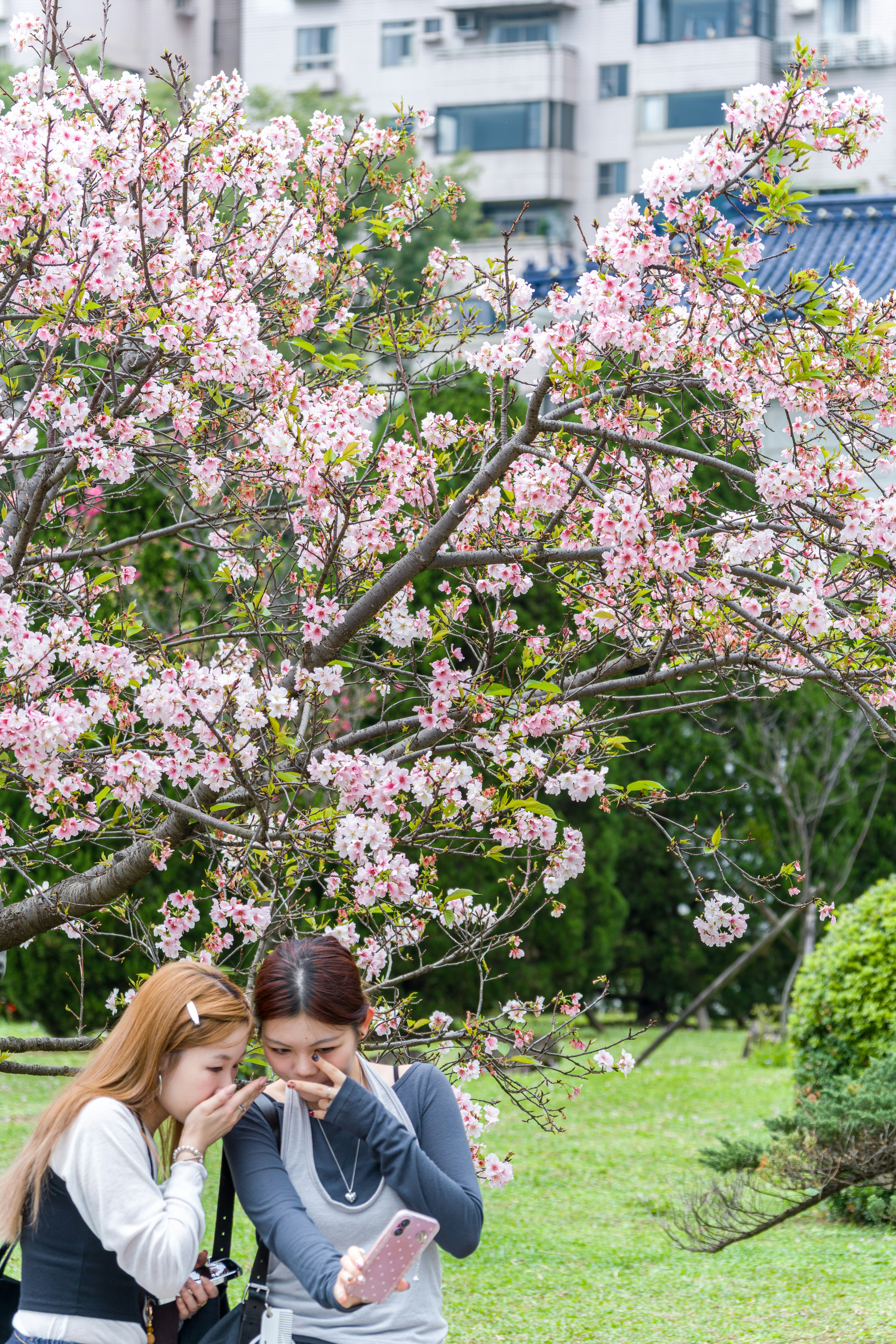 Two women looking at a phone under cherry blossoms