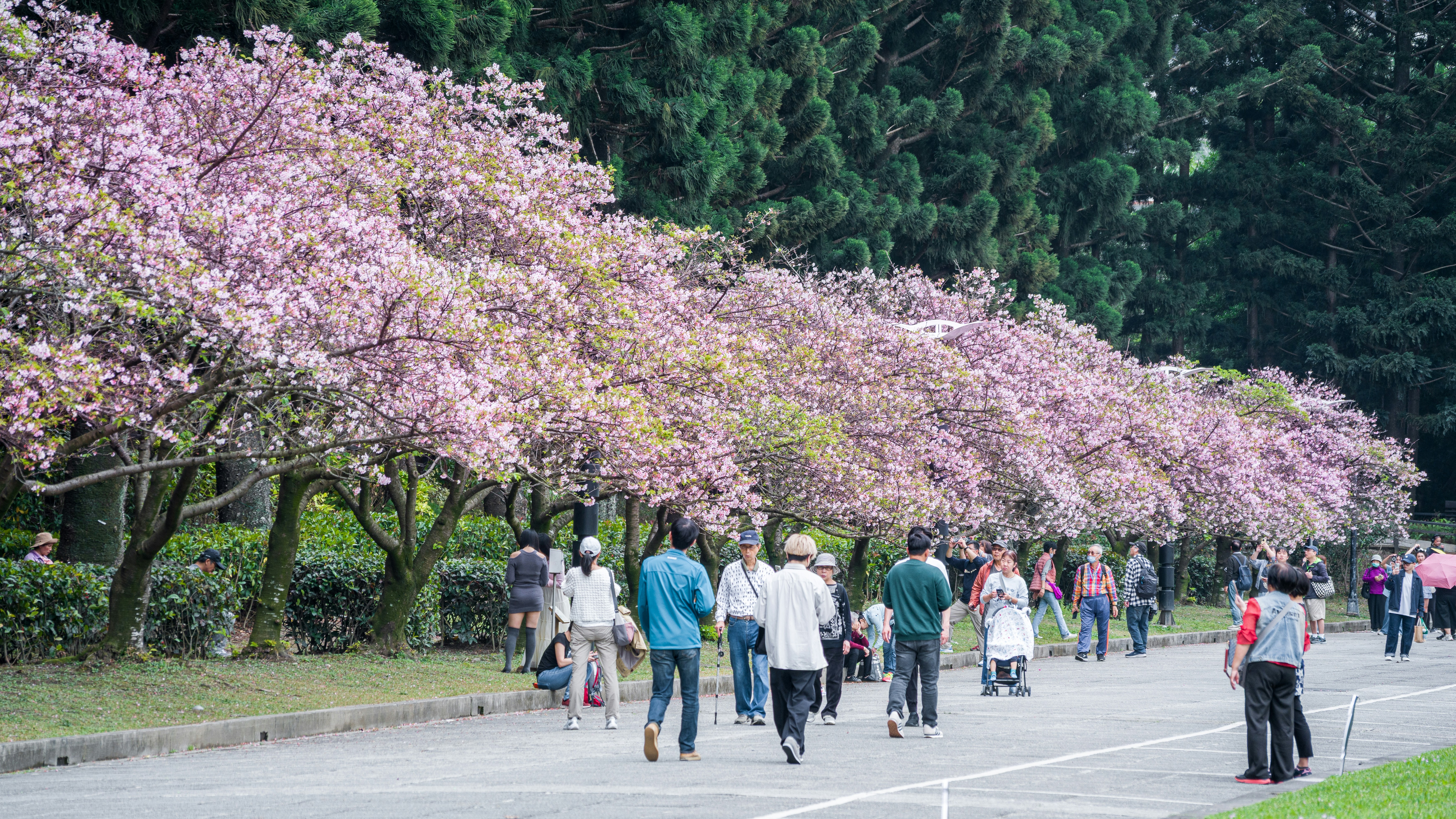 People stroll along a path lined with blooming cherry trees.