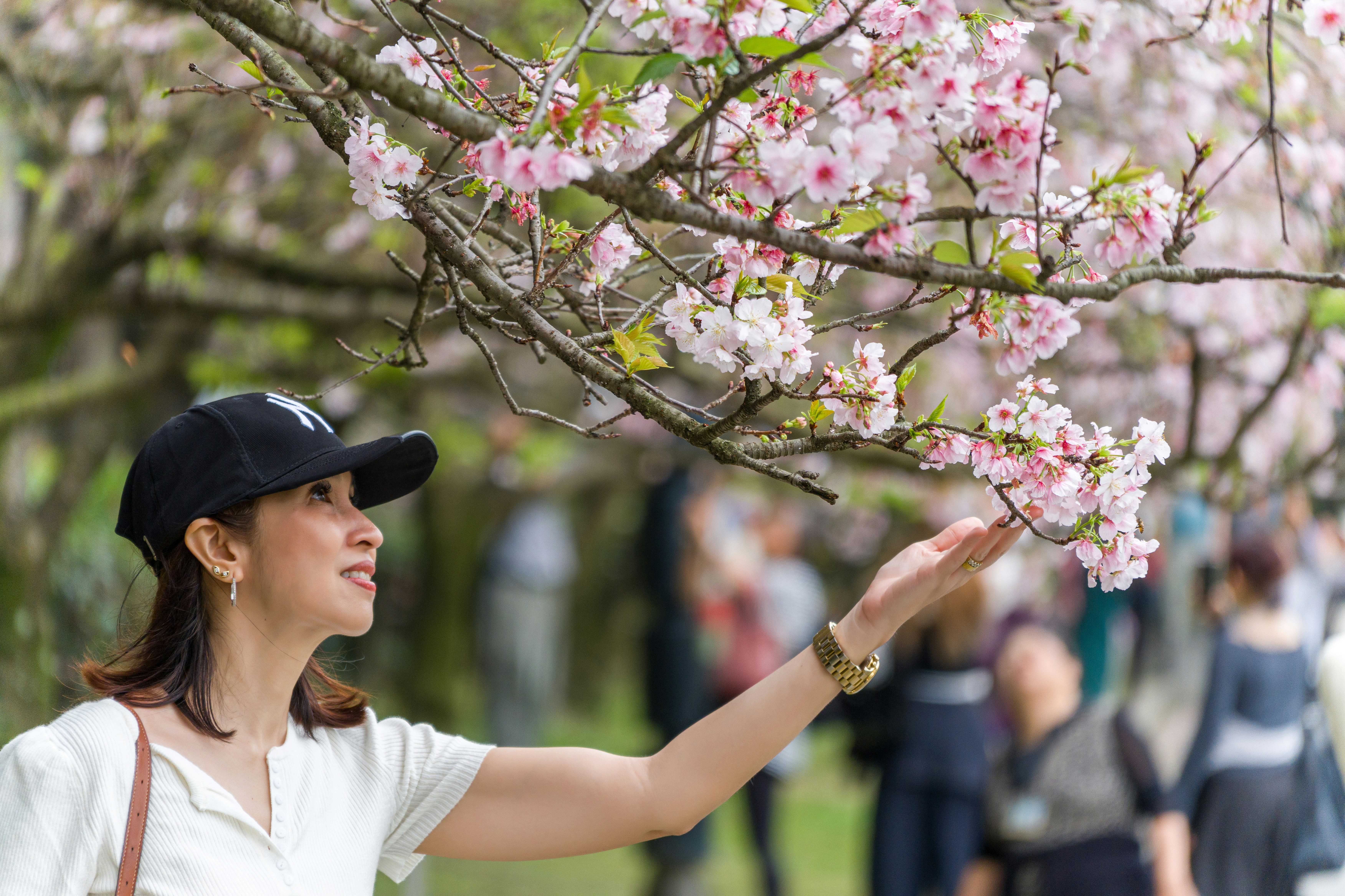 Woman touching blooming cherry blossom flowers in park