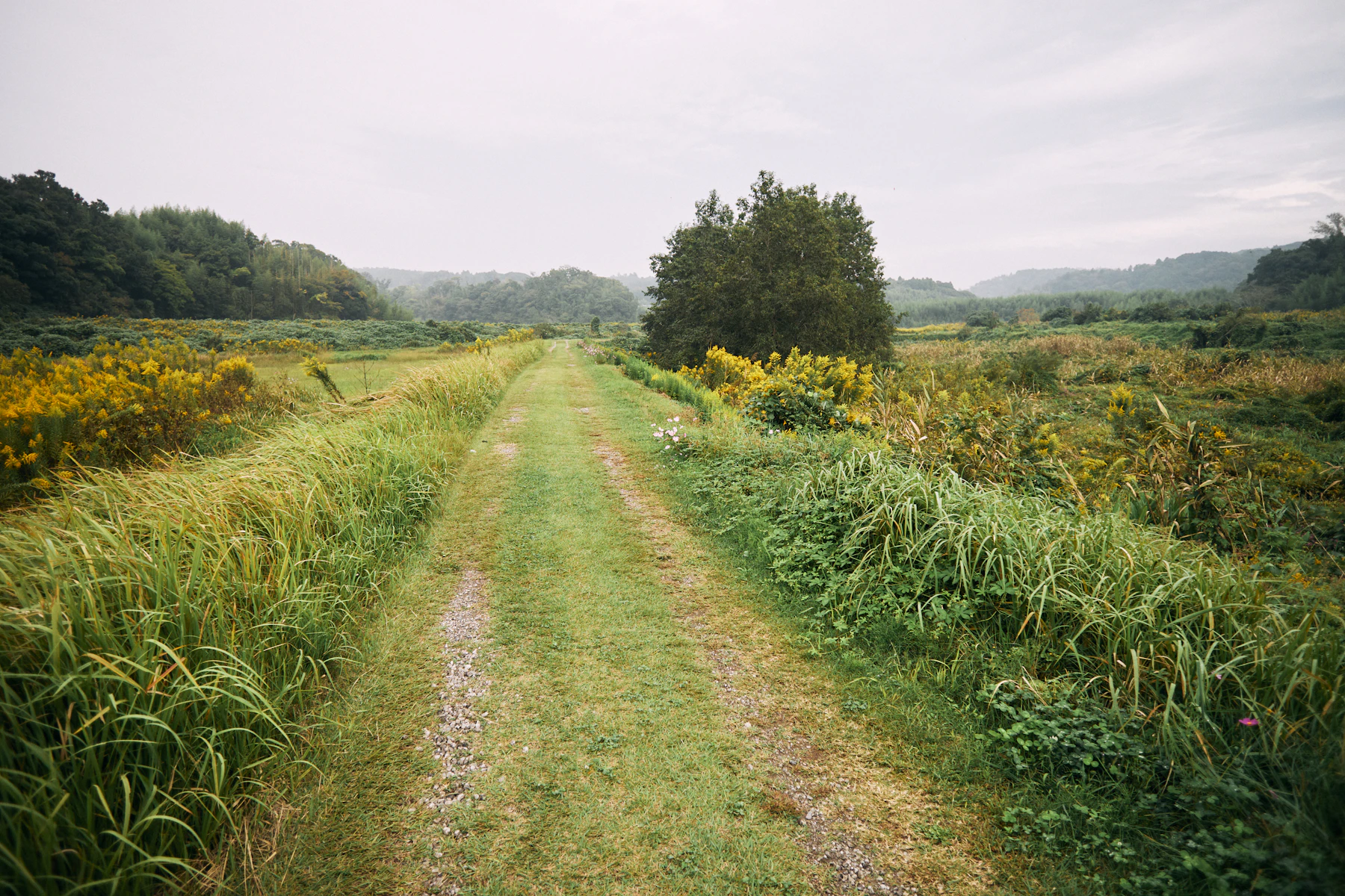 A quiet grassy path through low meadow and old road edges