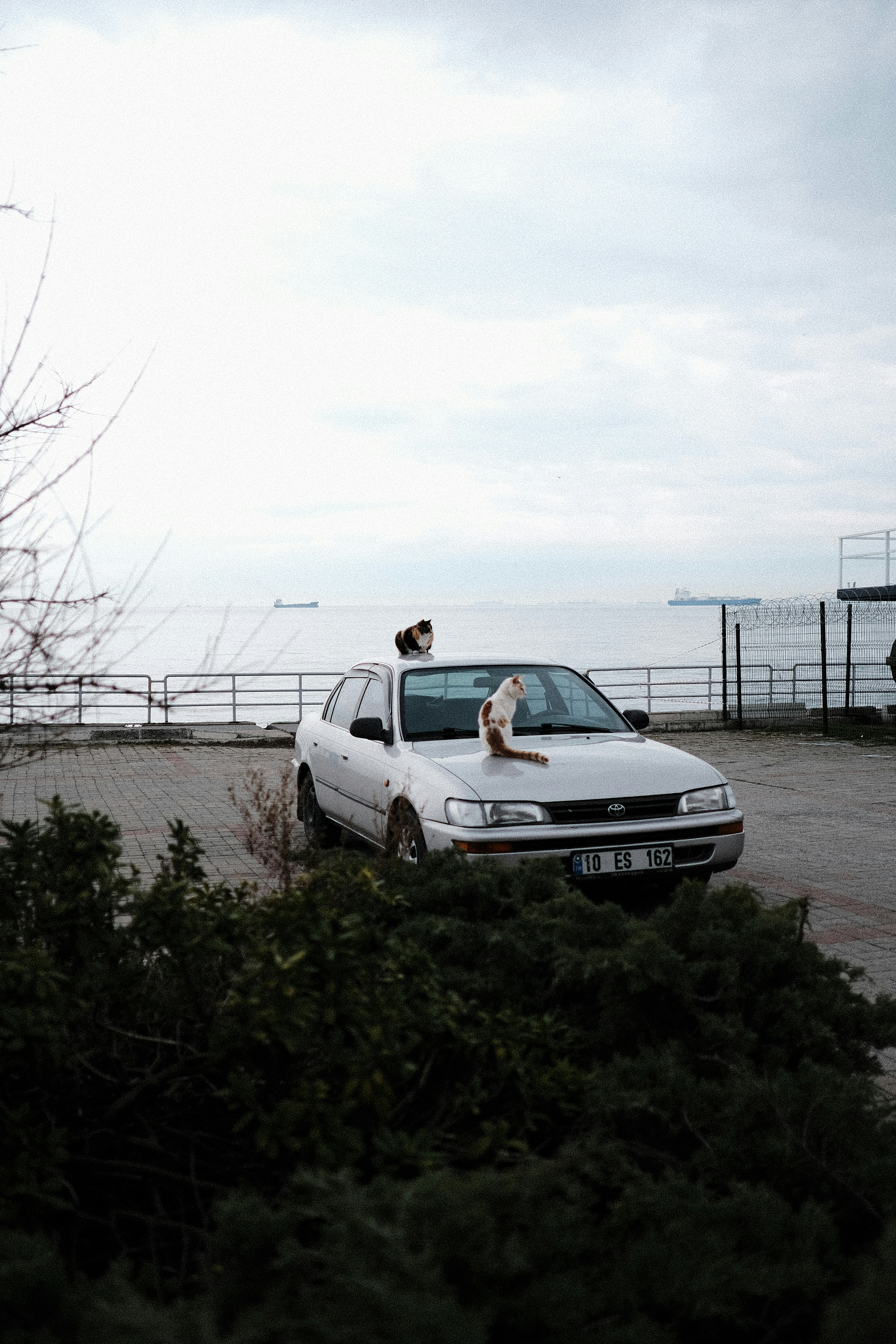 Two cats rest on a silver car by the sea.