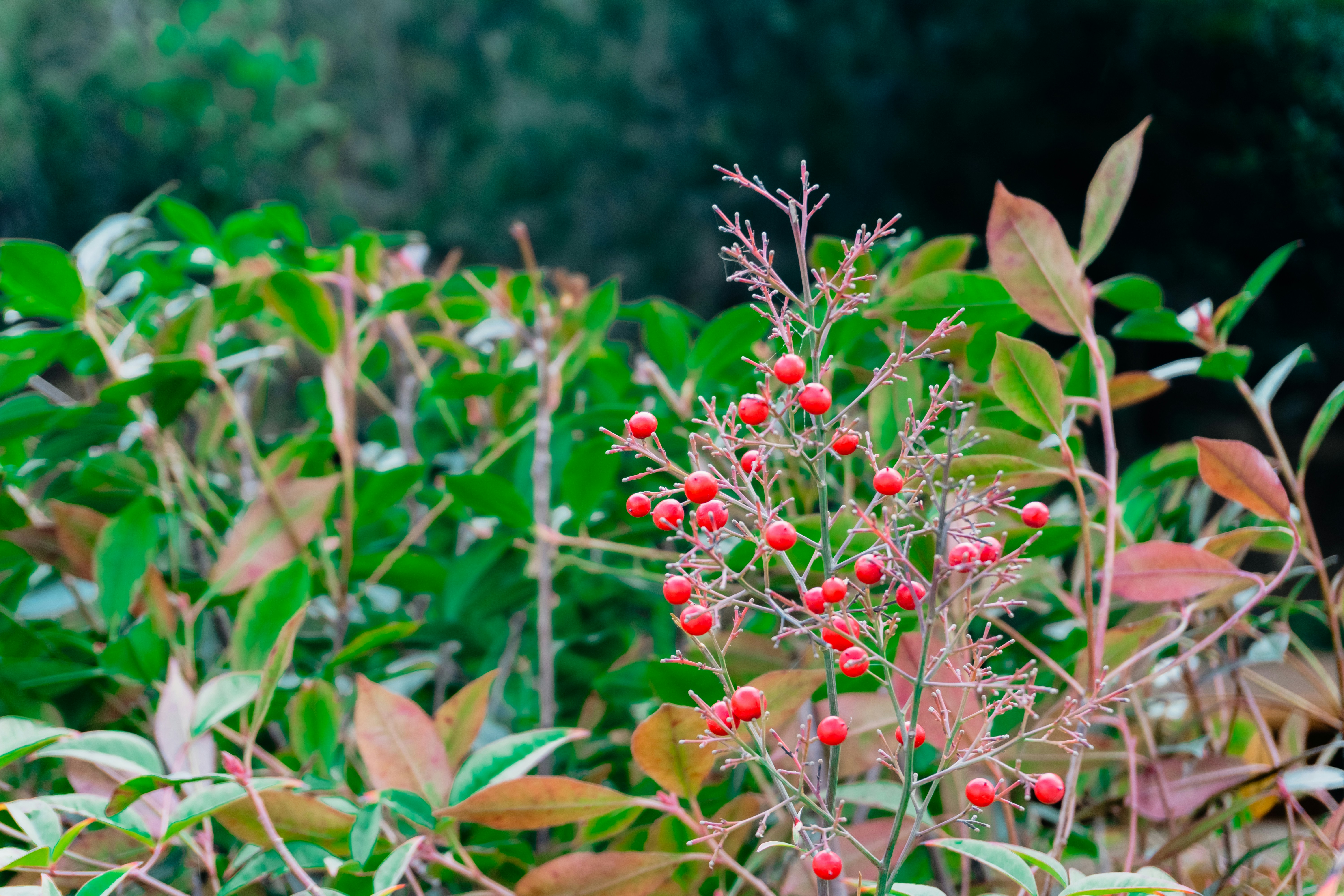 Petites baies rouges sur une branche aux feuilles vertes