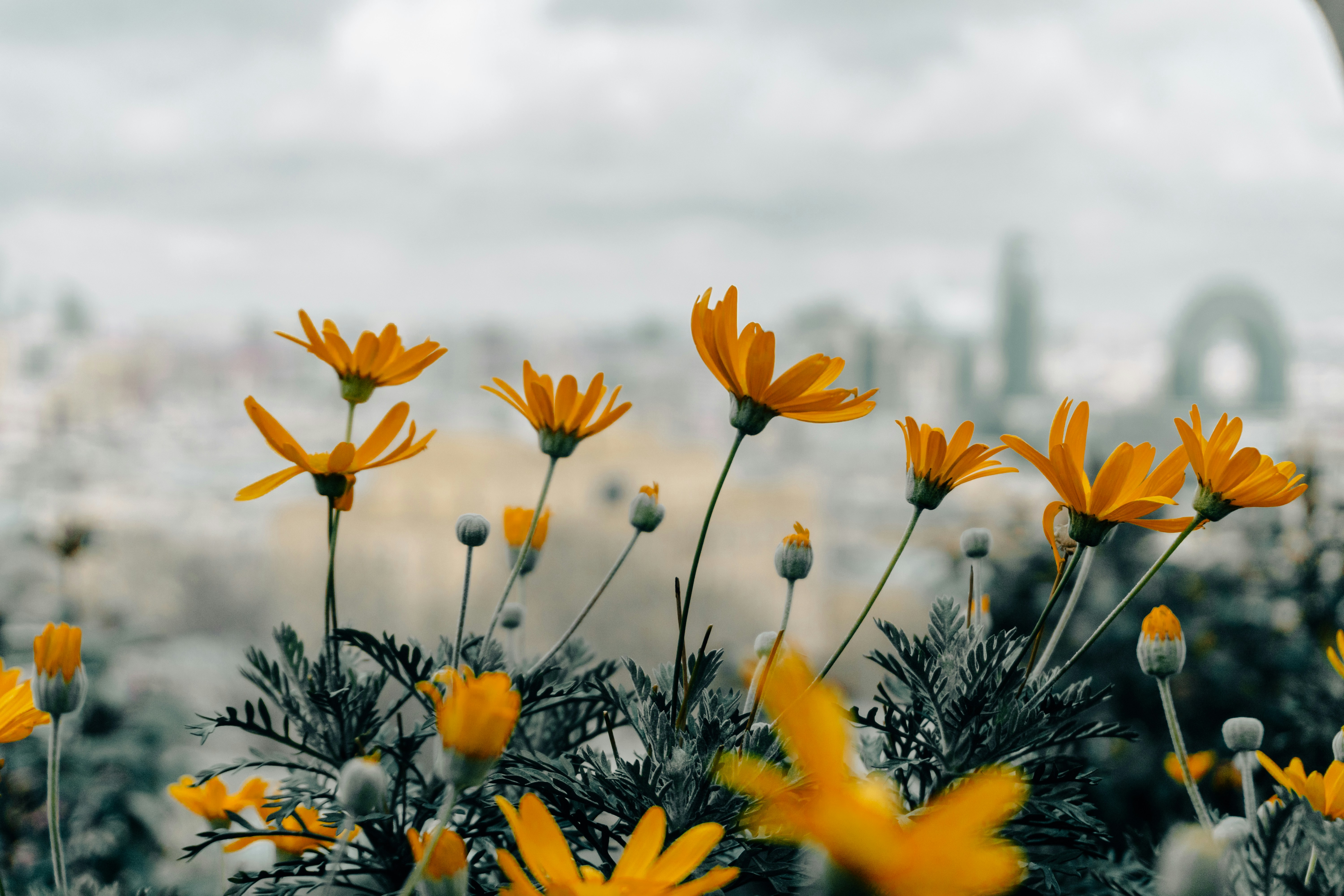Des marguerites jaunes fleurissent avec un fond urbain flou